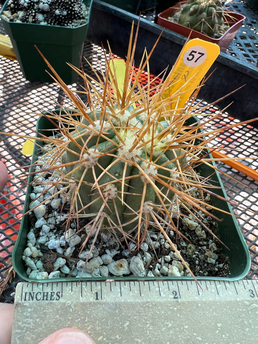 Copiapoa coquimbana cactus #2