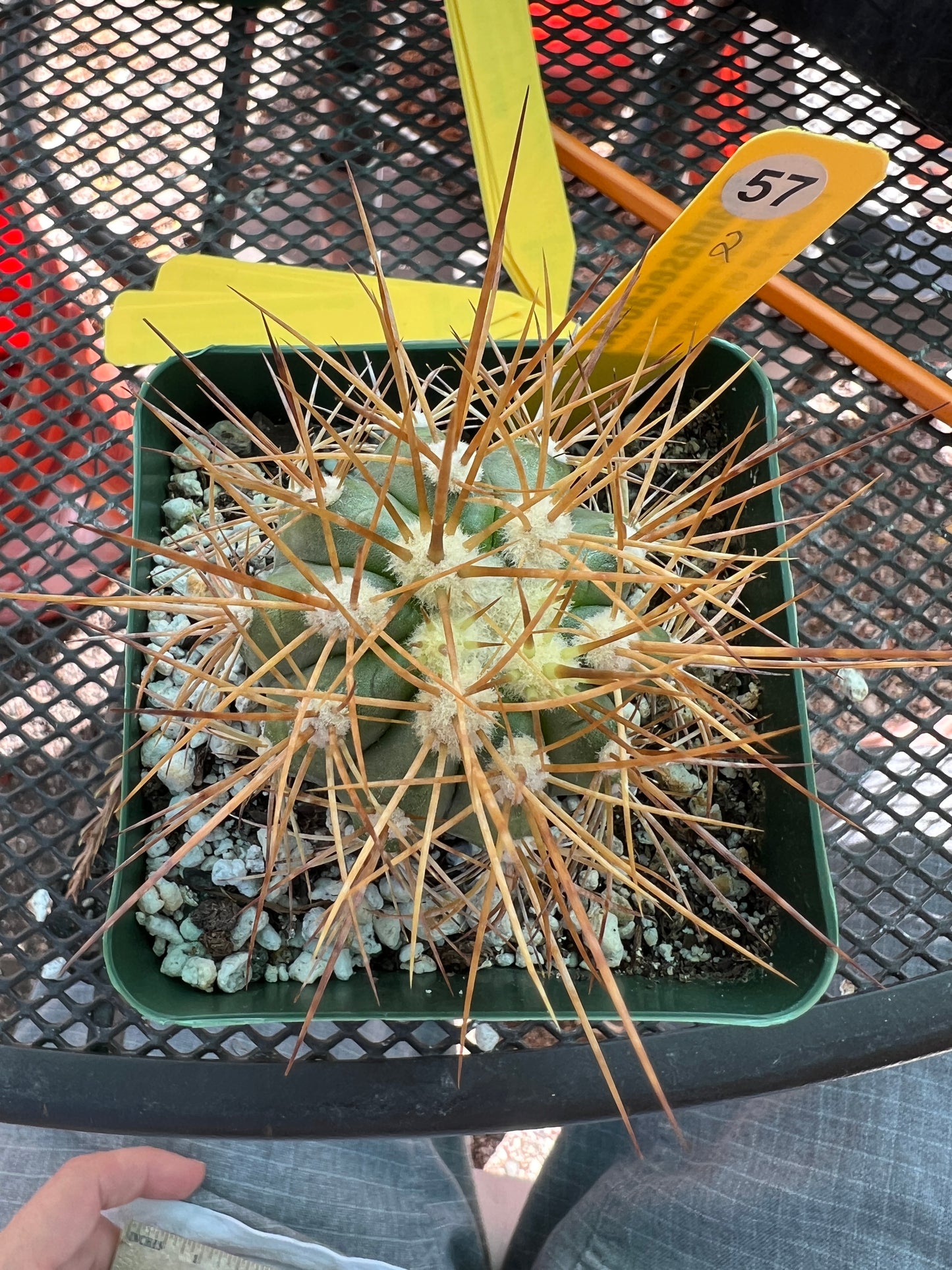 Copiapoa coquimbana cactus #2