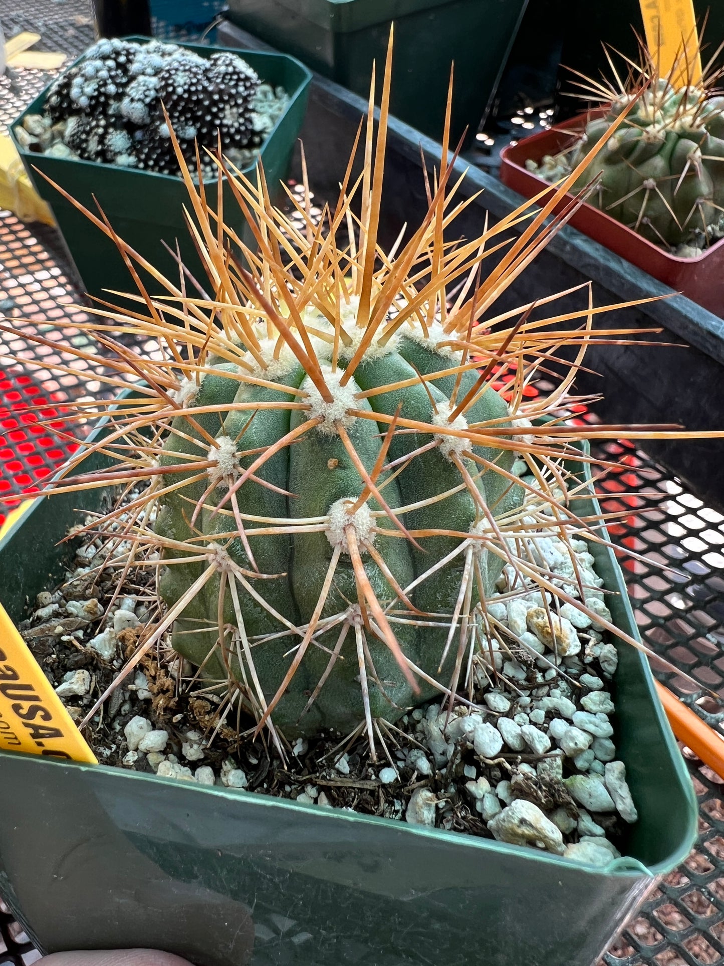 Copiapoa coquimbana cactus #2