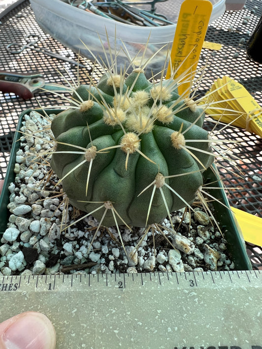 Copiapoa haseltoniana in 4 inch pot gorgeous plant