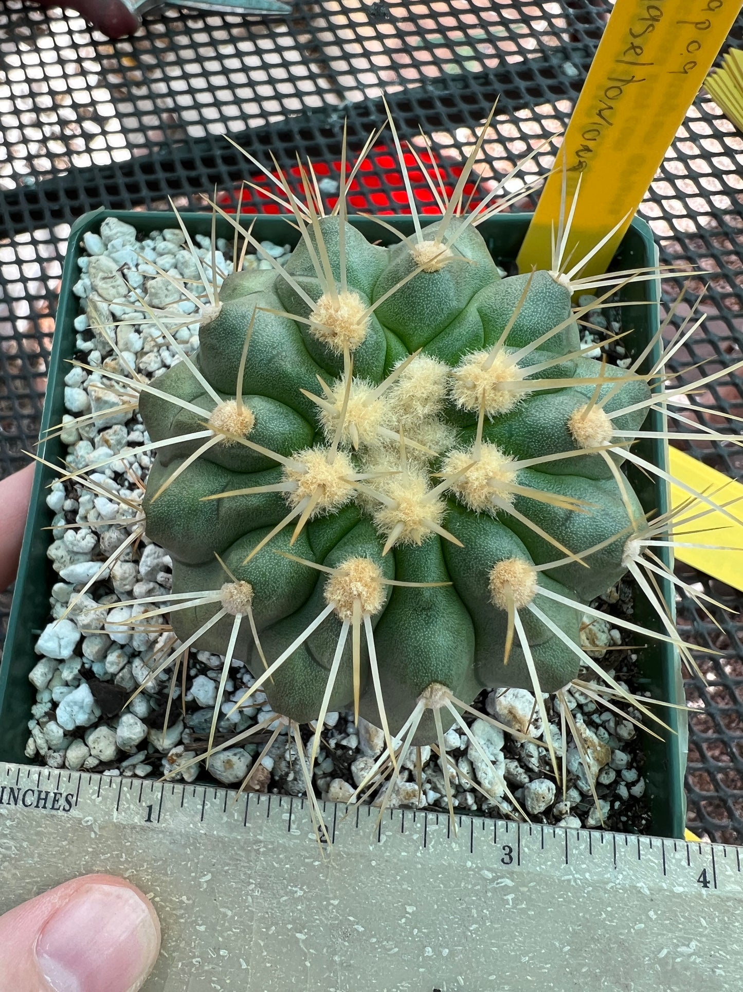 Copiapoa haseltoniana in 4 inch pot gorgeous plant