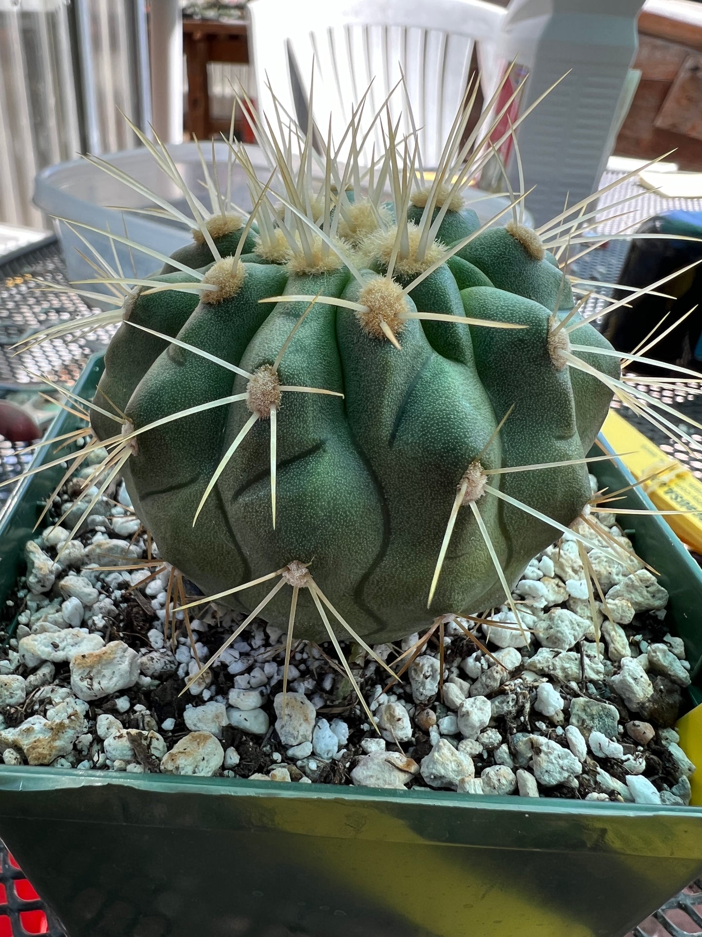 Copiapoa haseltoniana in 4 inch pot gorgeous plant