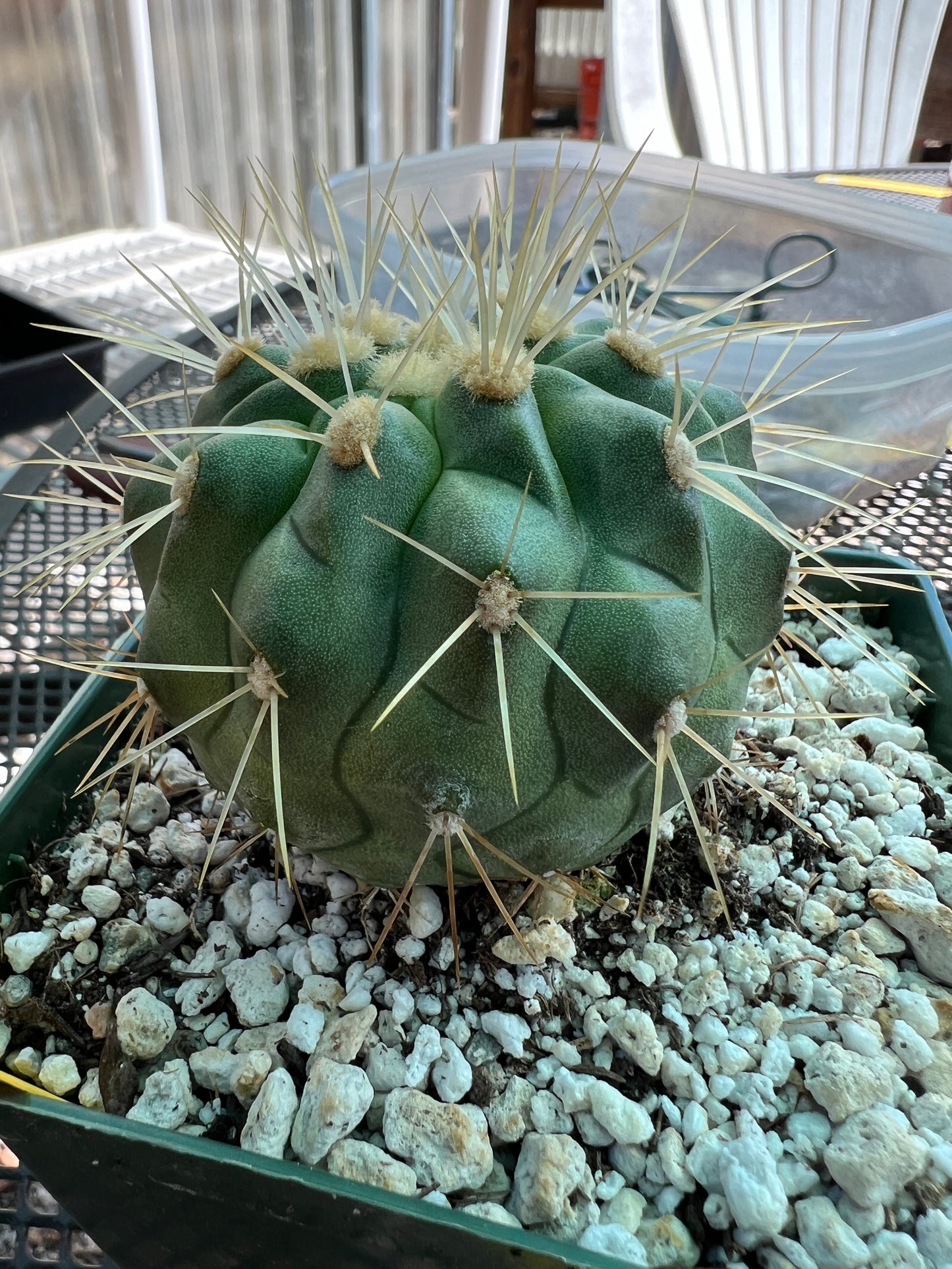 Copiapoa haseltoniana in 4 inch pot gorgeous plant