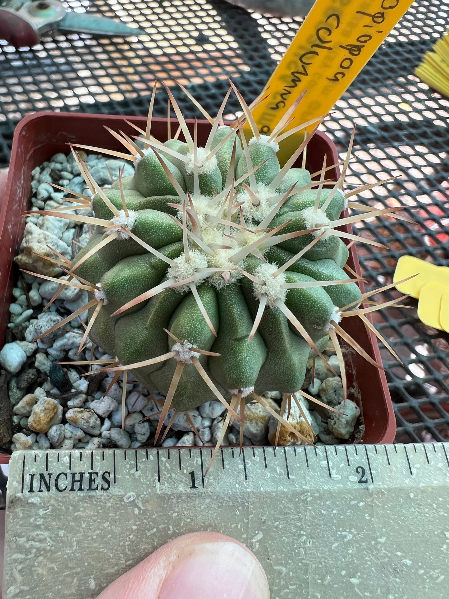 Copiapoa columna alba cactus very nice