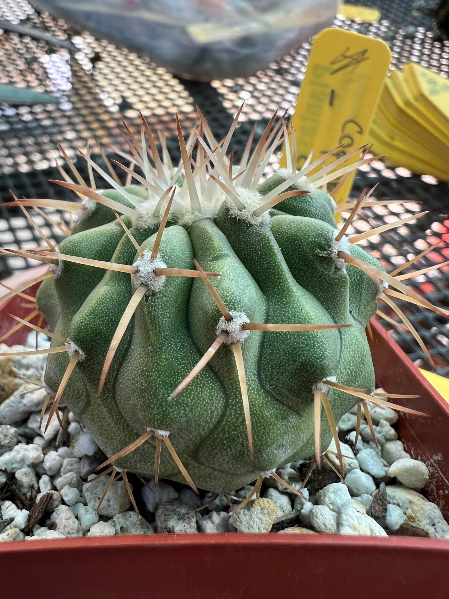 Copiapoa columna alba cactus very nice