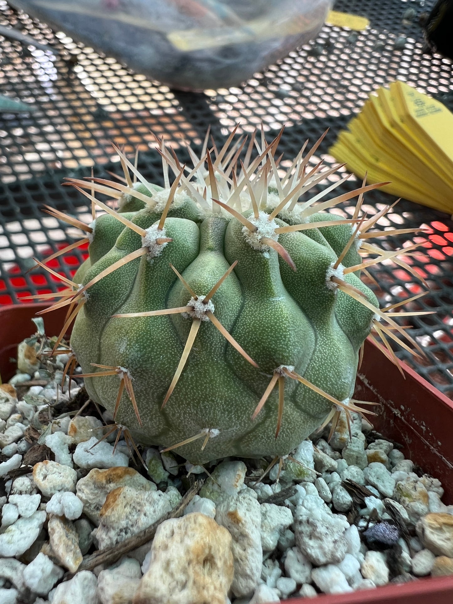 Copiapoa columna alba cactus very nice