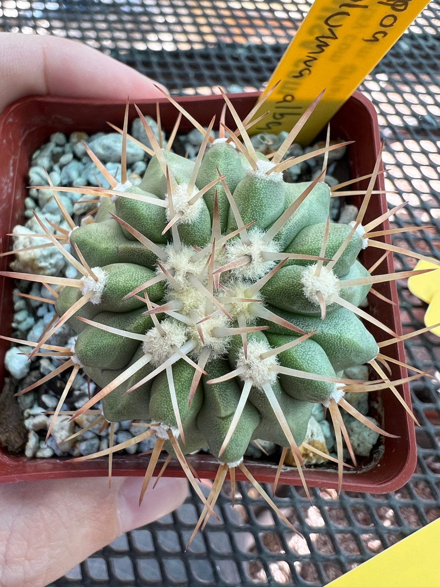 Copiapoa columna alba cactus very nice