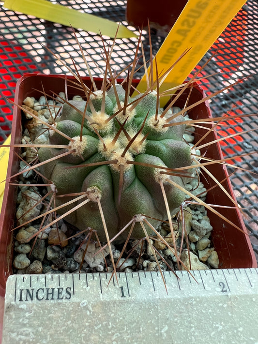 Copiapoa haseltoniana cactus #2