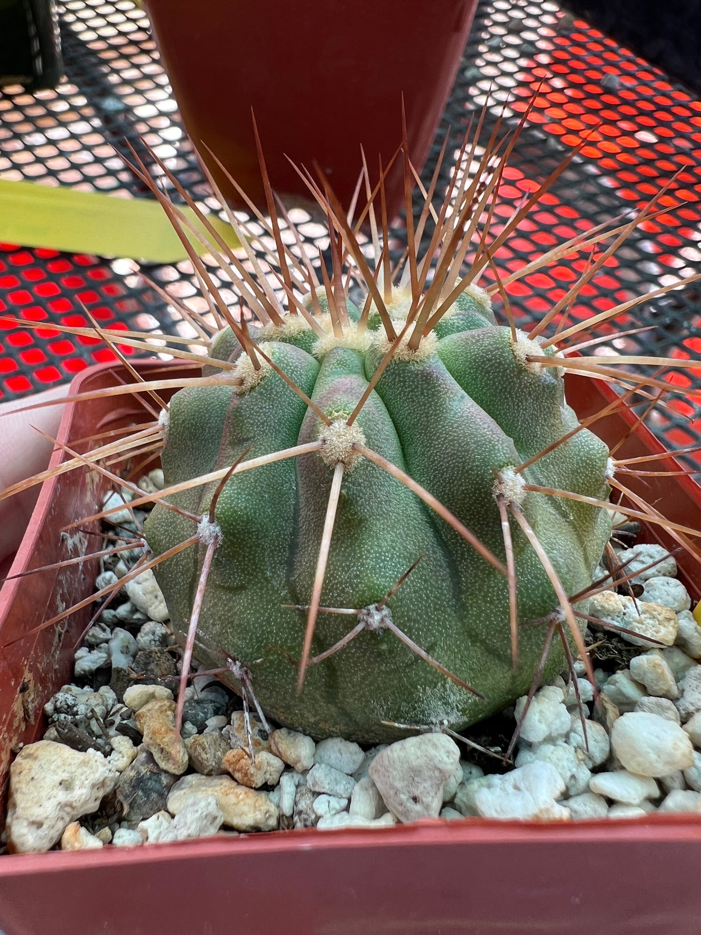 Copiapoa haseltoniana cactus #2