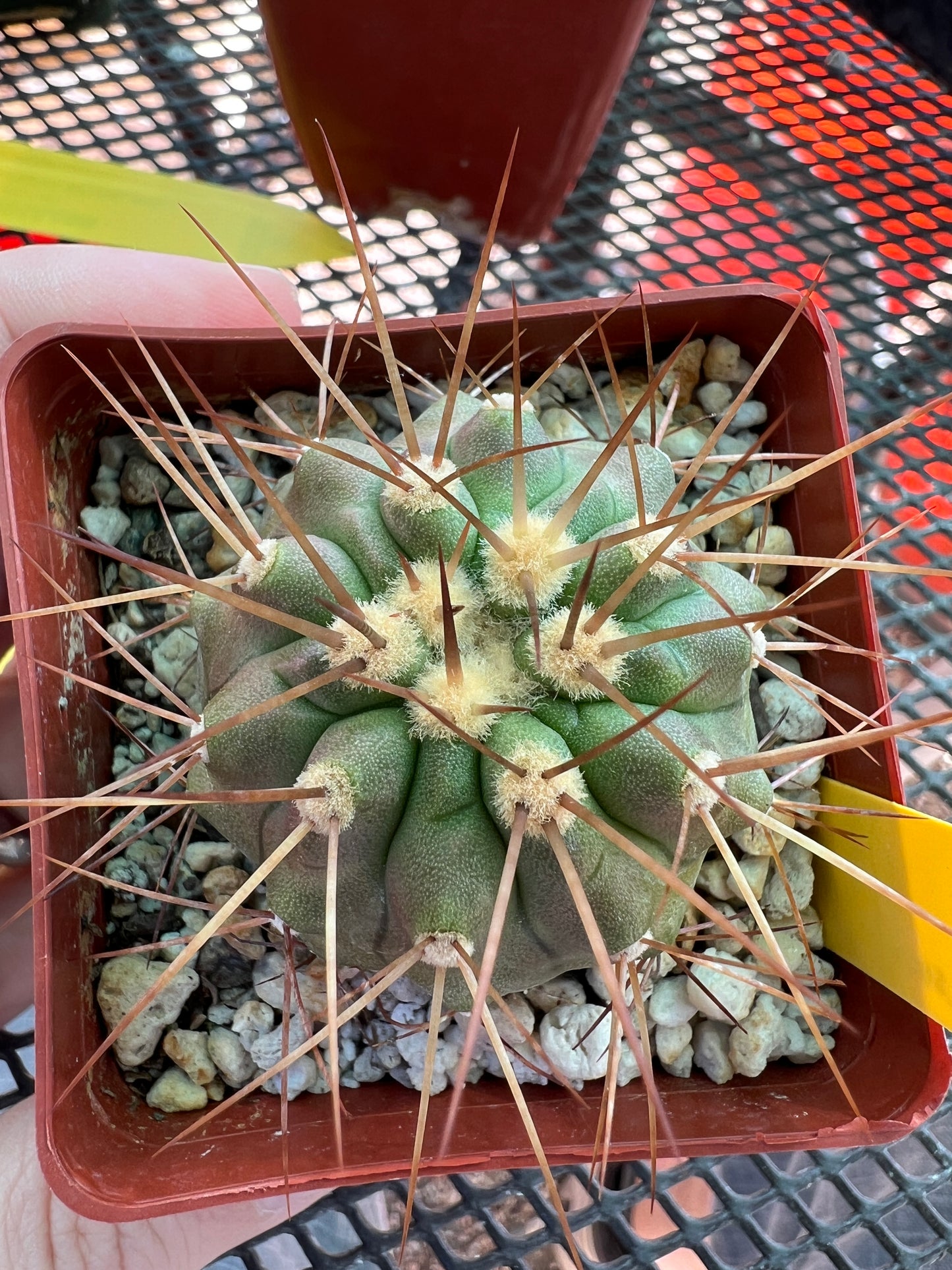 Copiapoa haseltoniana cactus #2