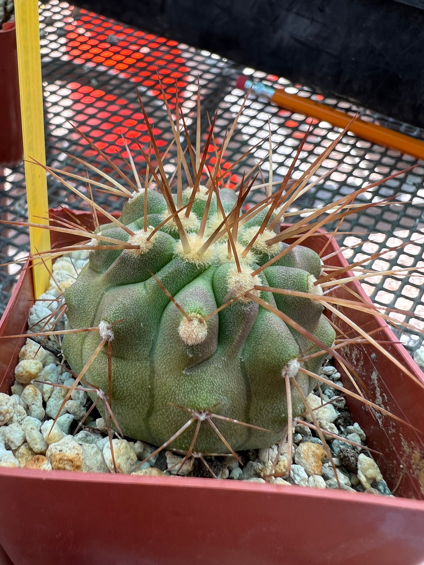 Copiapoa haseltoniana cactus #2