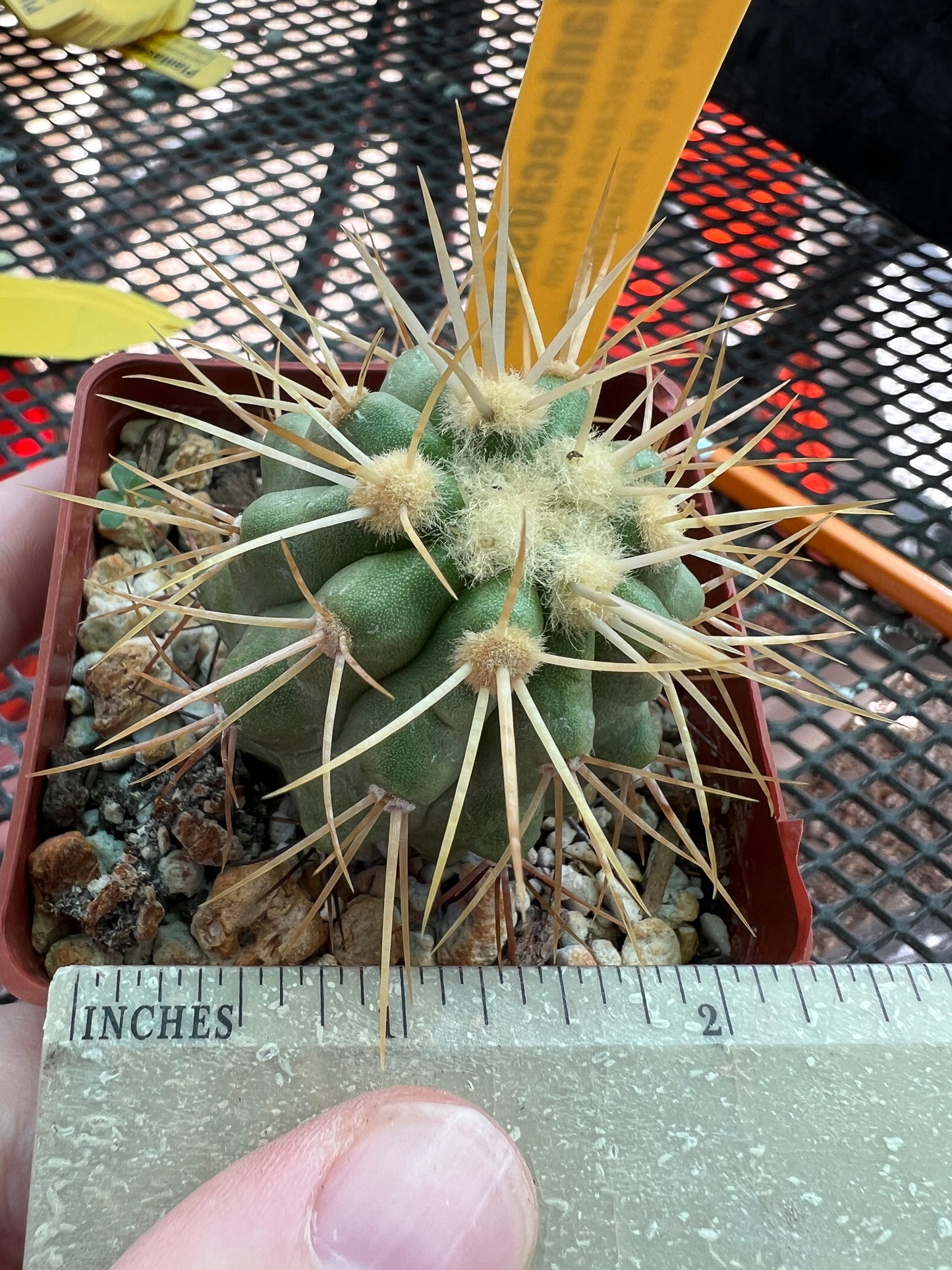 Copiapoa haseltoniana cactus #3