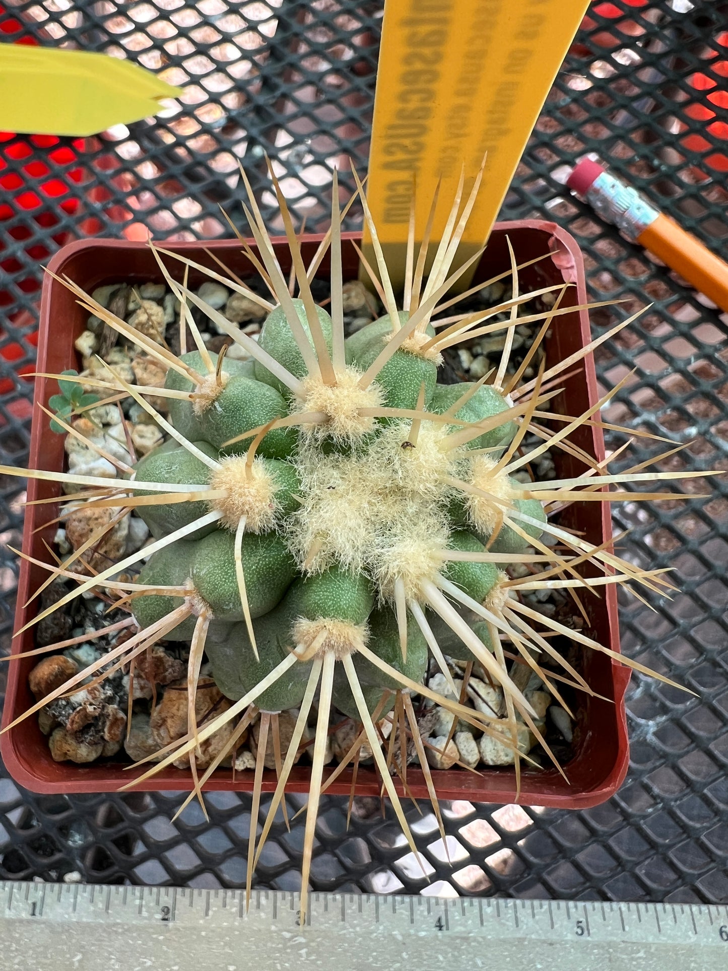 Copiapoa haseltoniana cactus #3