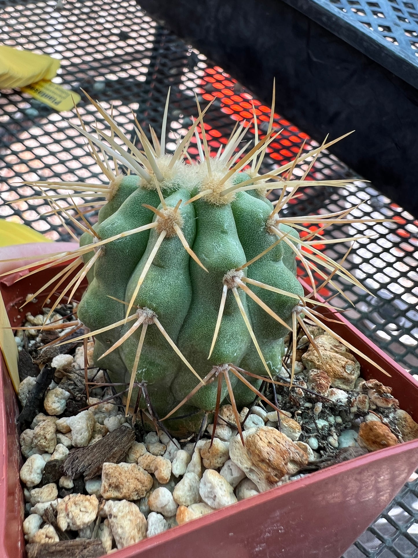 Copiapoa haseltoniana cactus #3