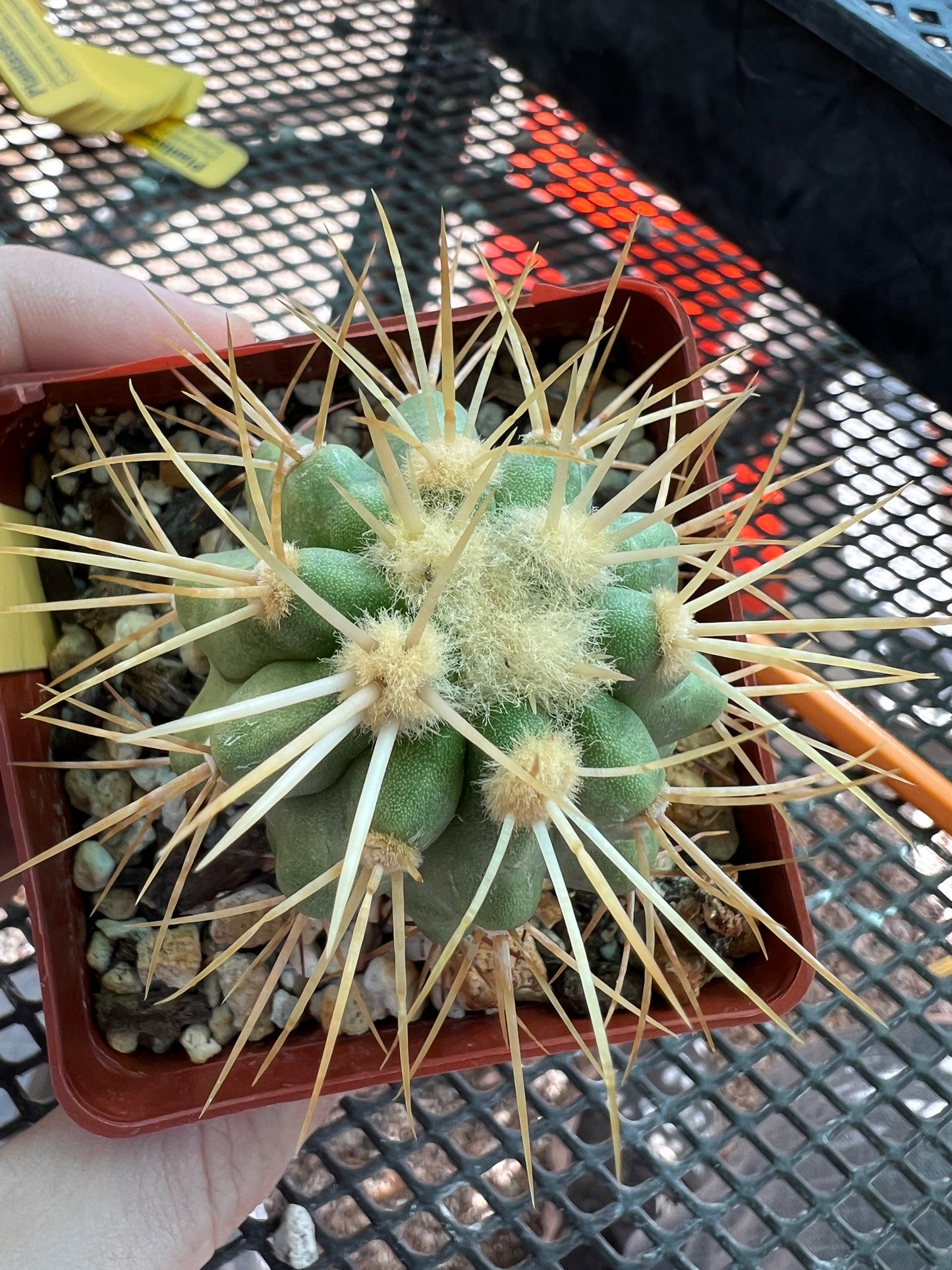 Copiapoa haseltoniana cactus #3