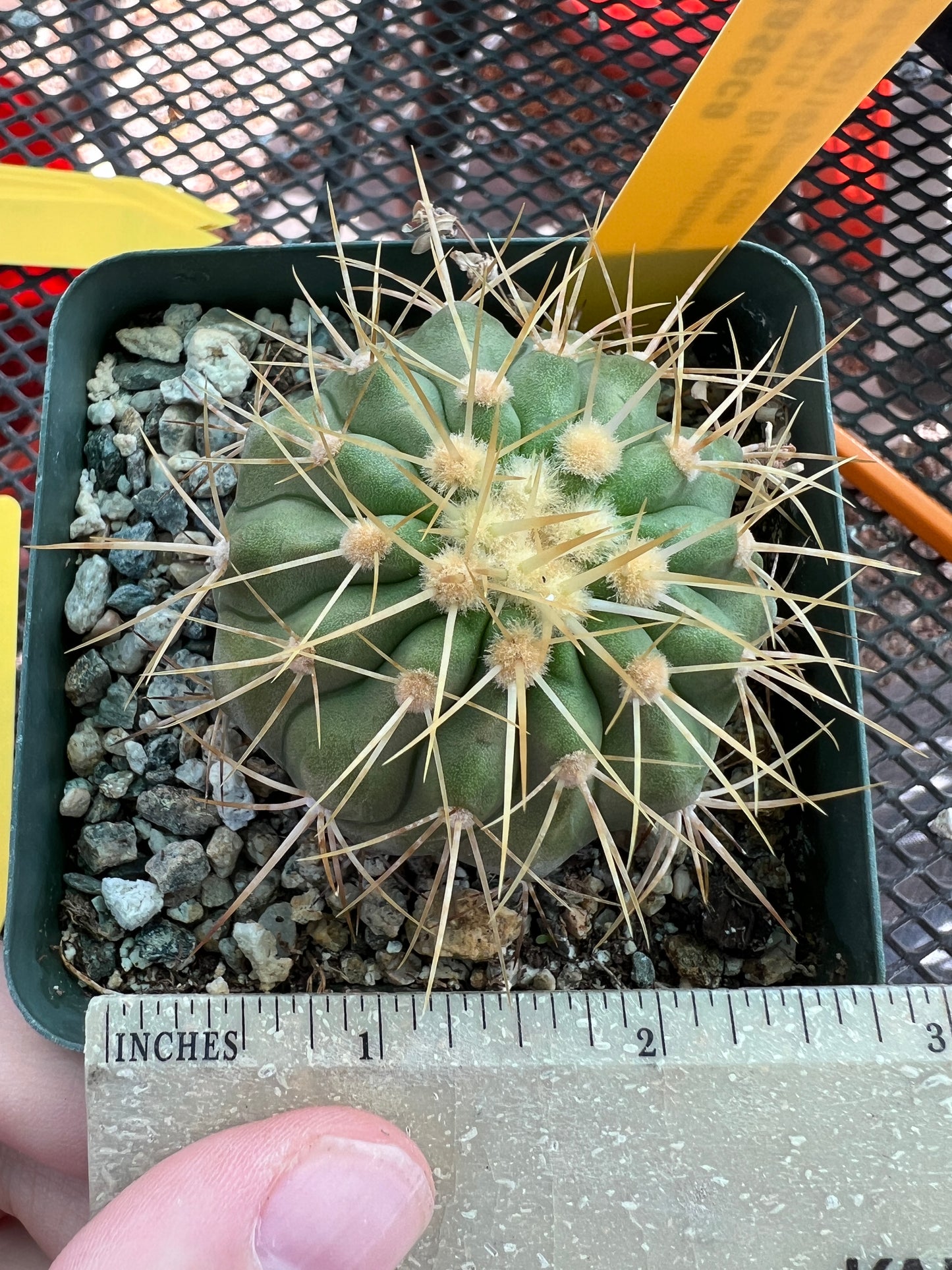 Copiapoa haseltoniana cactus #4