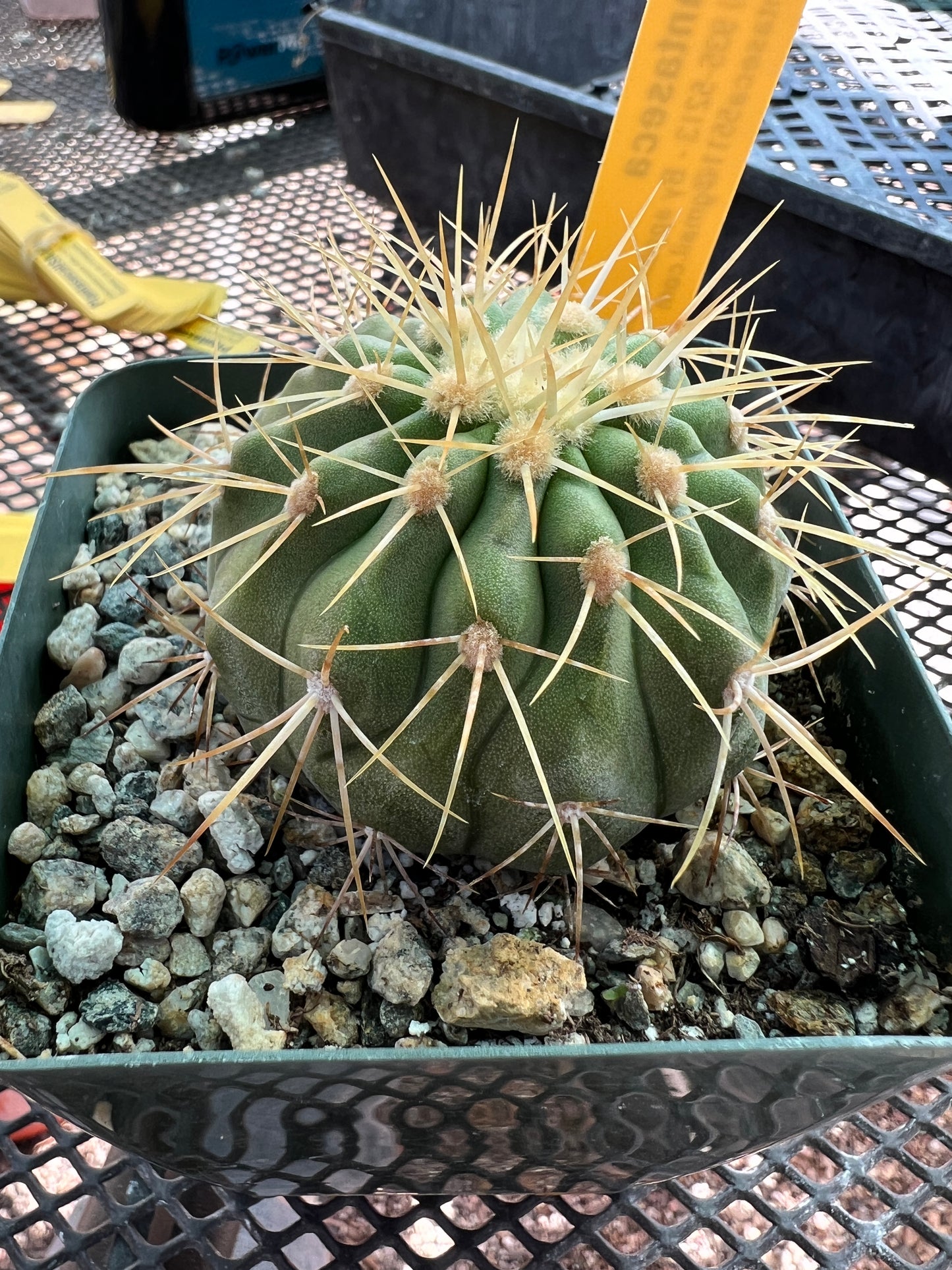 Copiapoa haseltoniana cactus #4