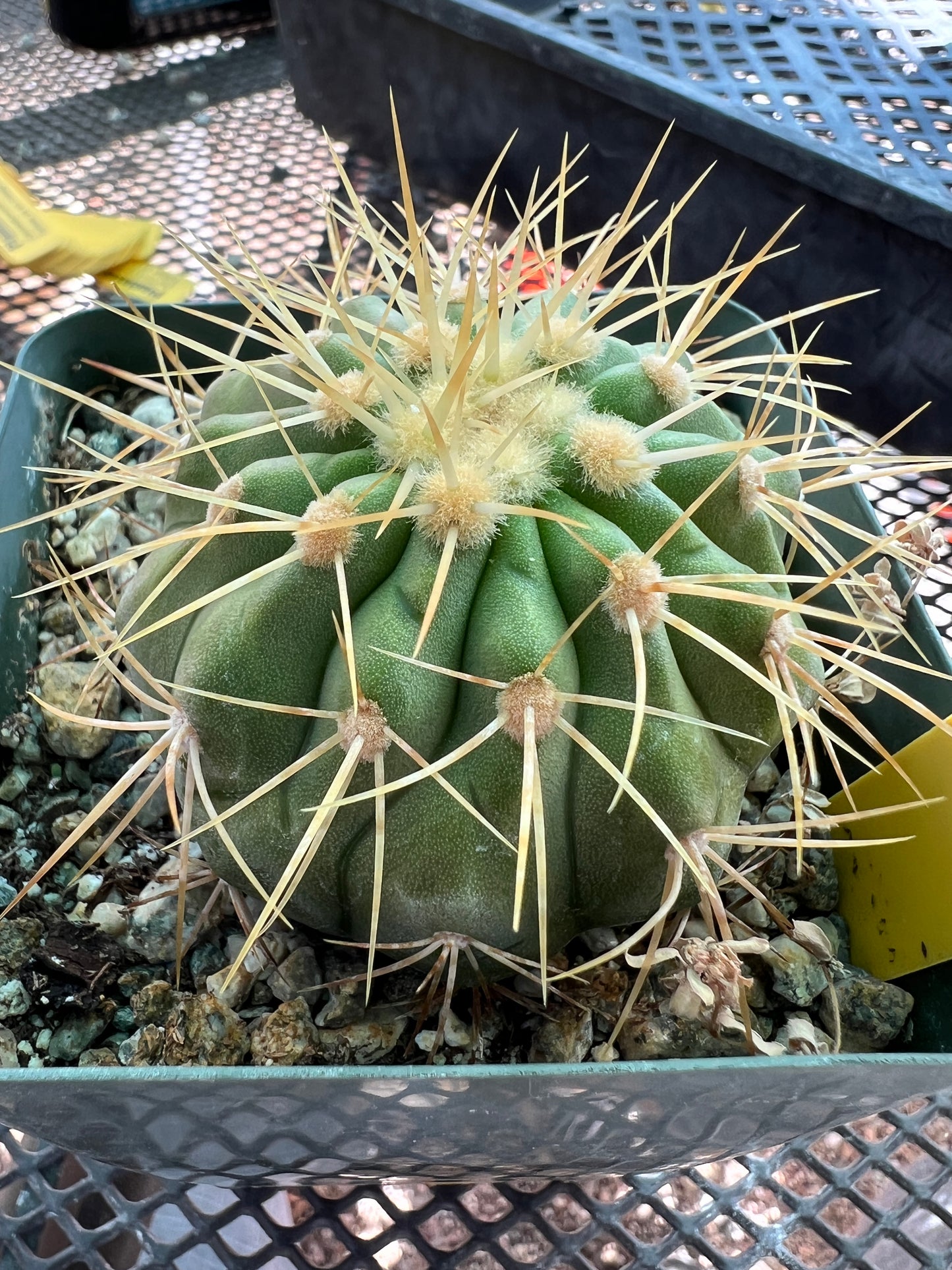 Copiapoa haseltoniana cactus #4