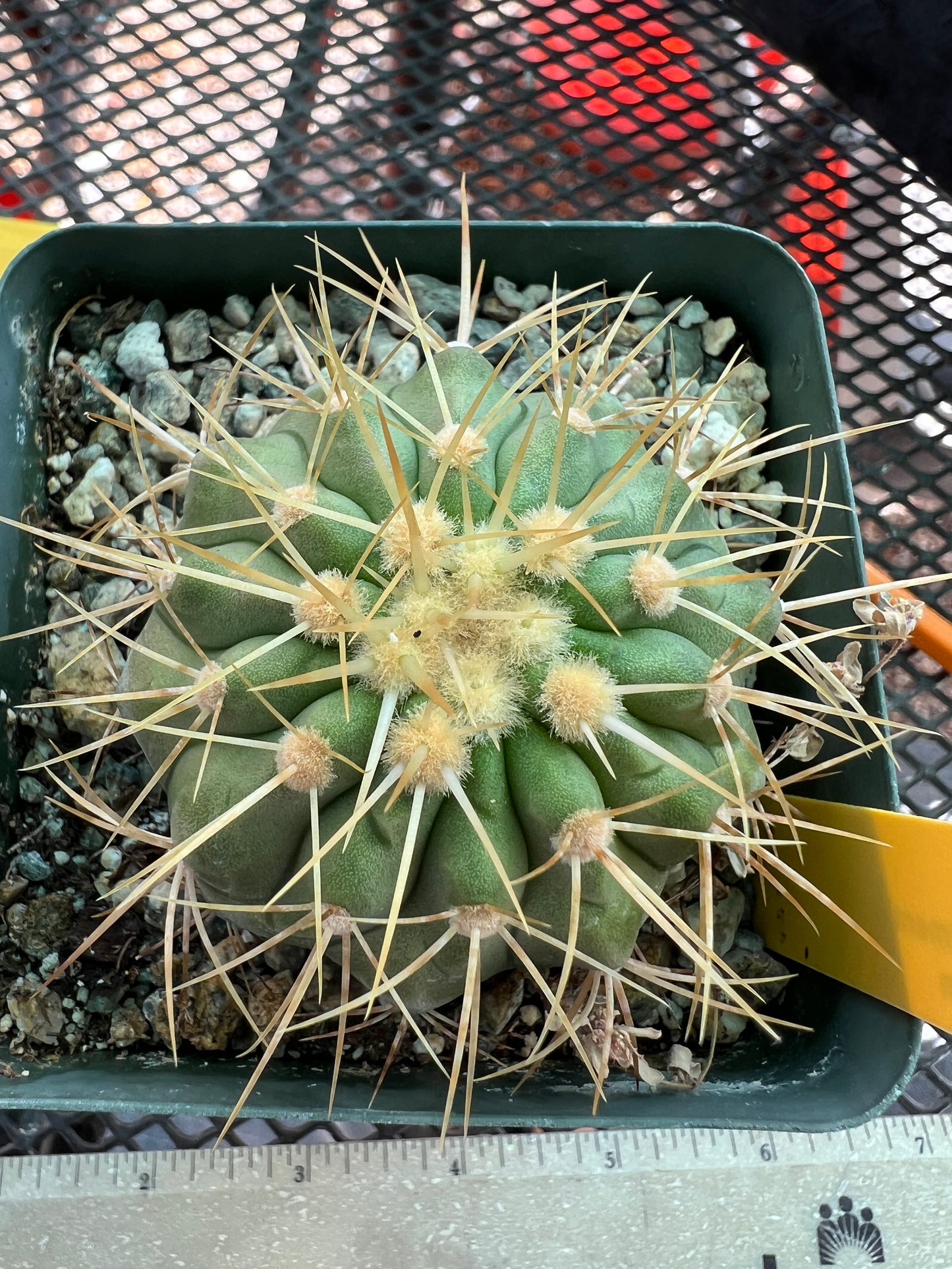 Copiapoa haseltoniana cactus #4