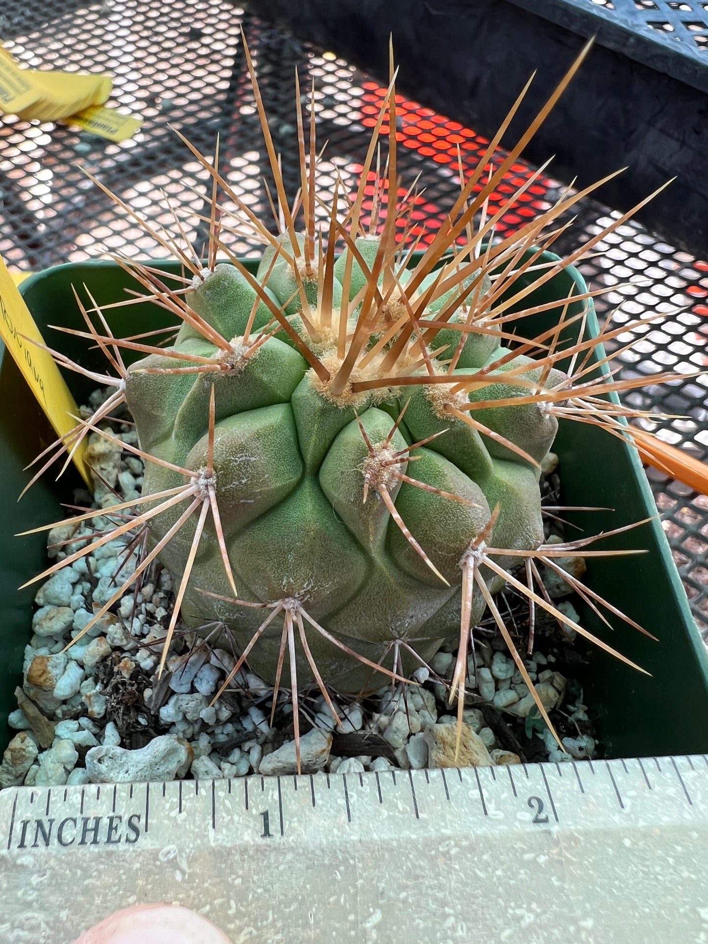 Copiapoa haseltoniana cactus #5