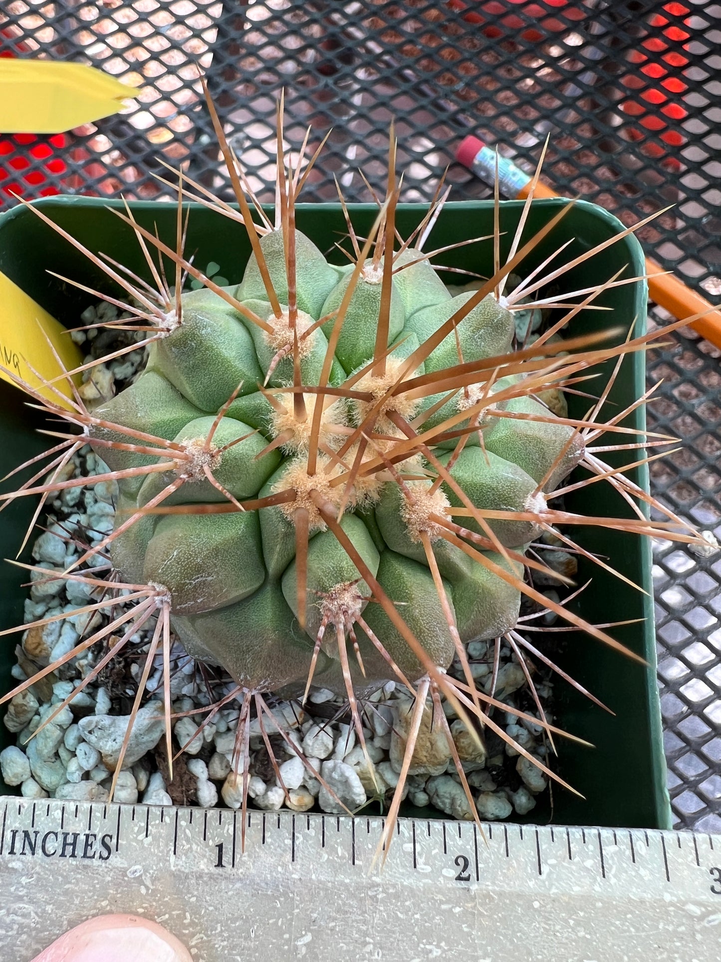 Copiapoa haseltoniana cactus #5