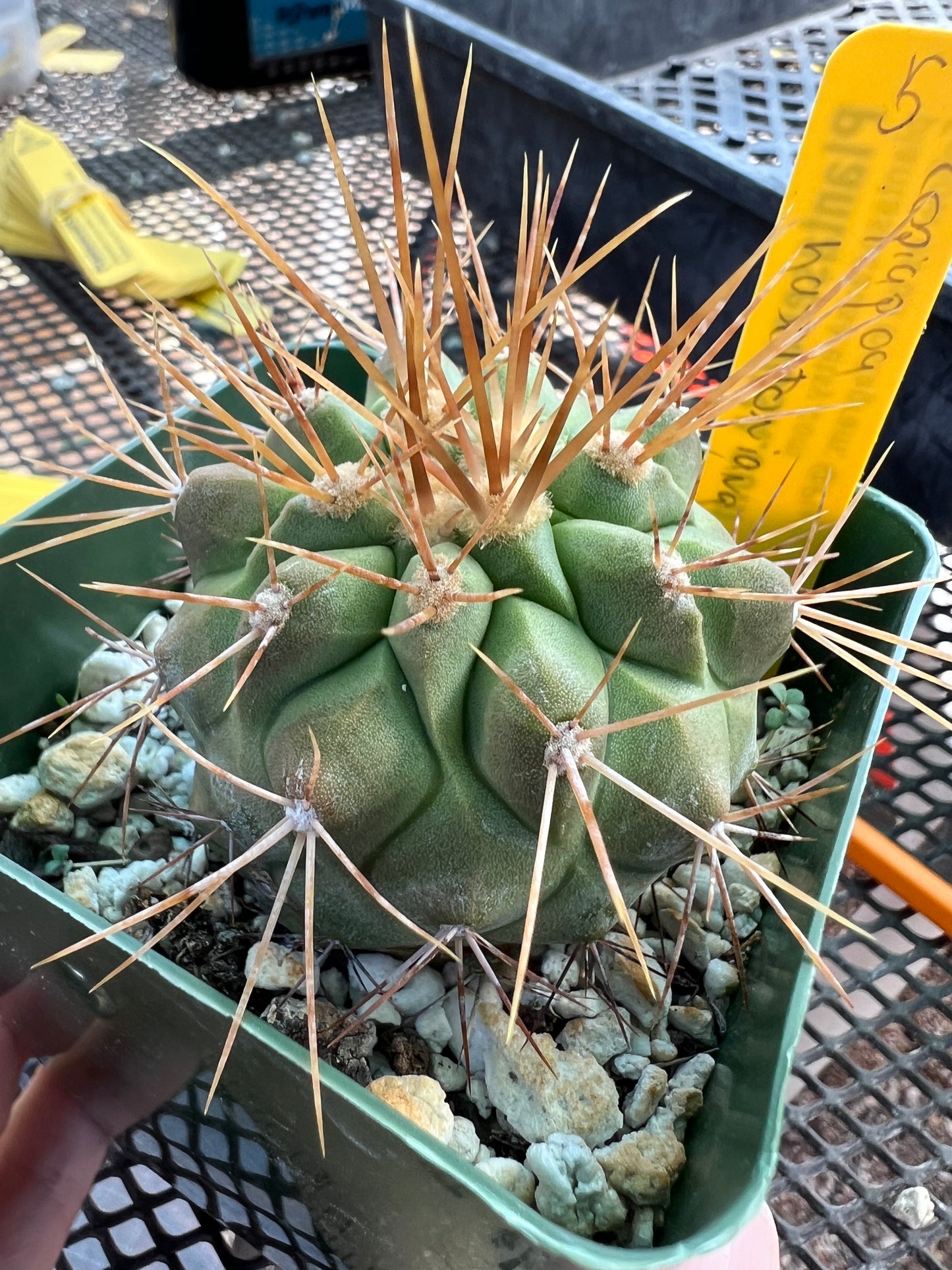 Copiapoa haseltoniana cactus #5