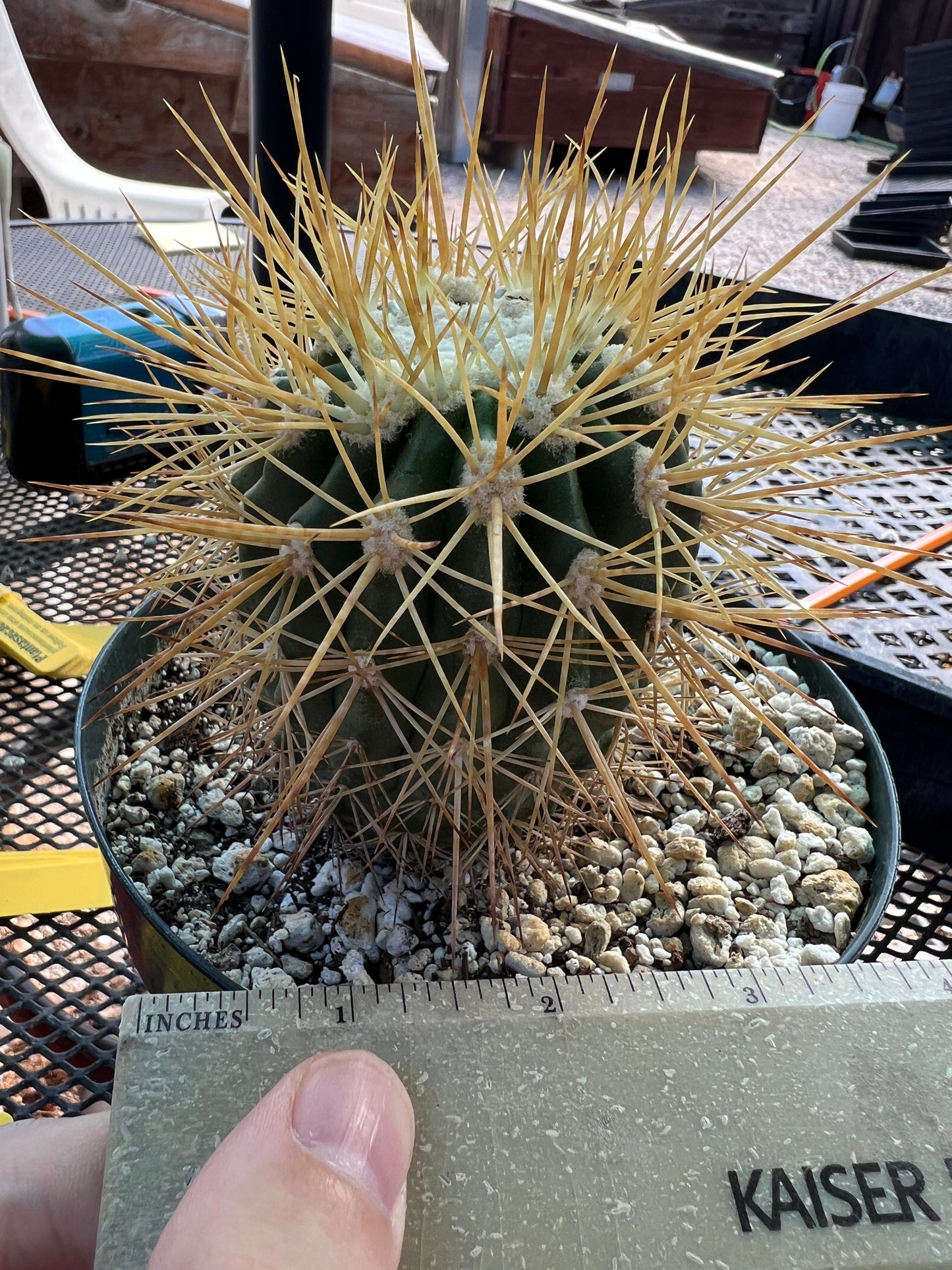 Copiapoa tigrillo cactus in 6 inch pot big plant