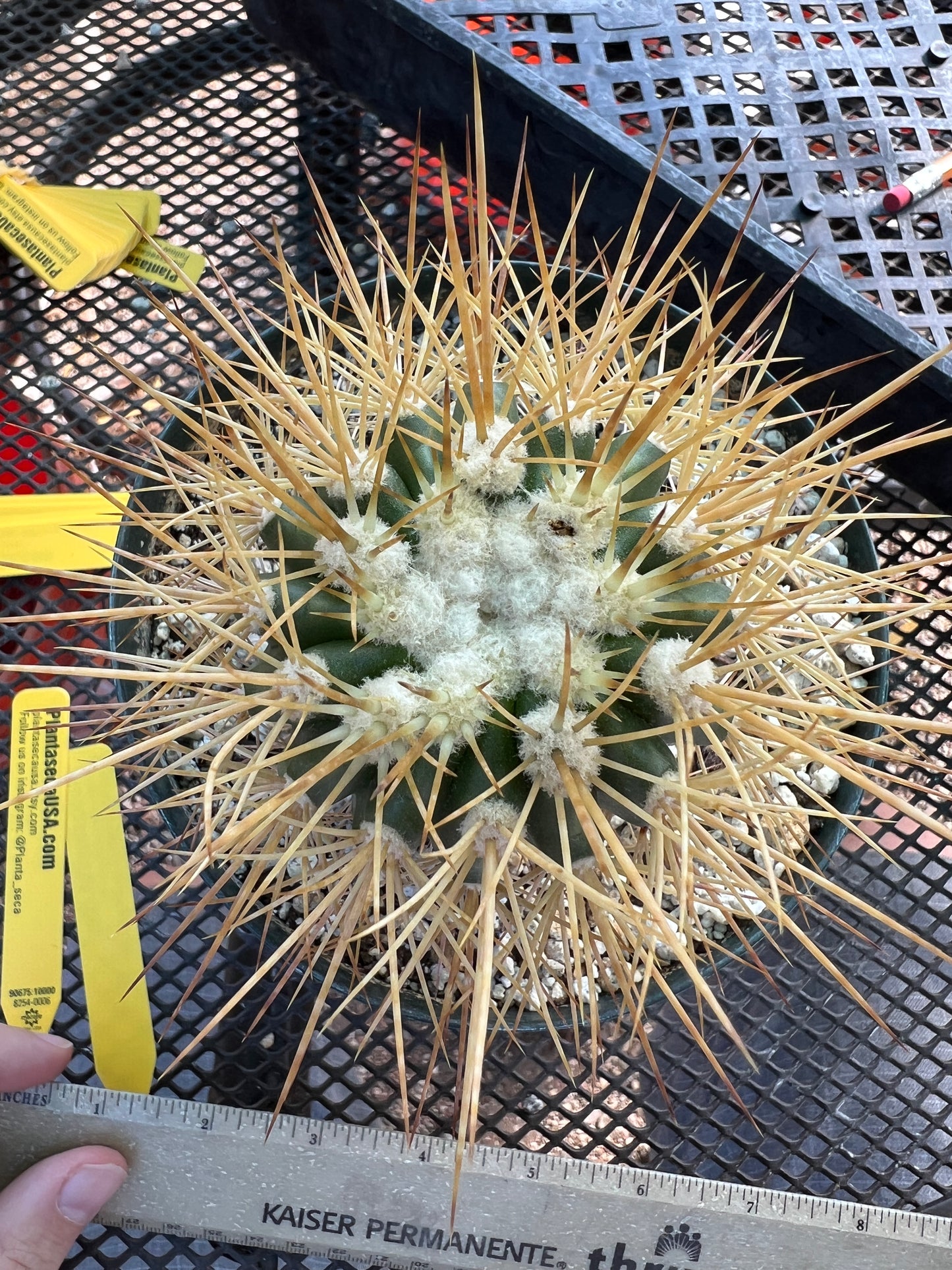 Copiapoa tigrillo cactus in 6 inch pot big plant