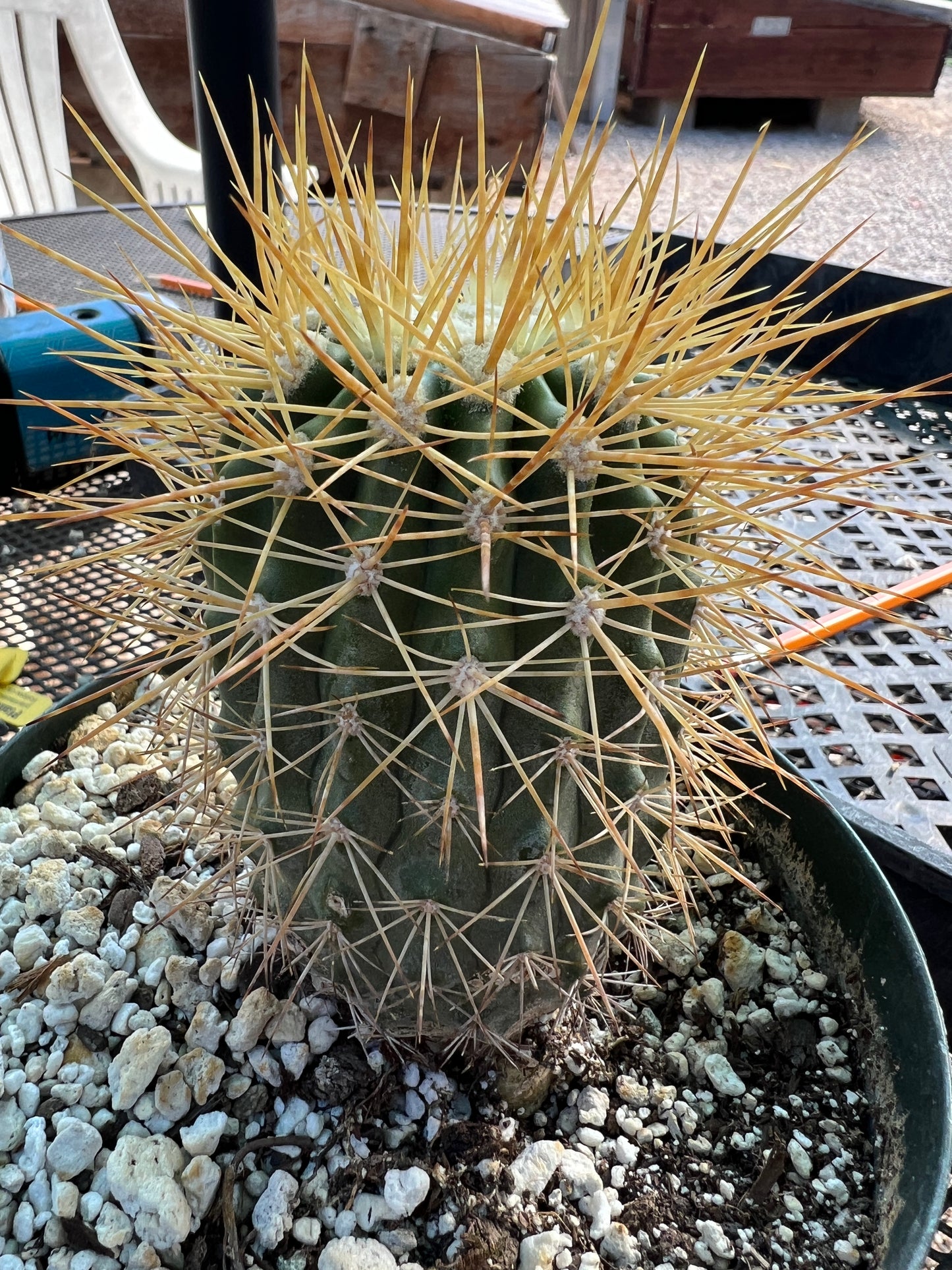 Copiapoa tigrillo cactus in 6 inch pot big plant