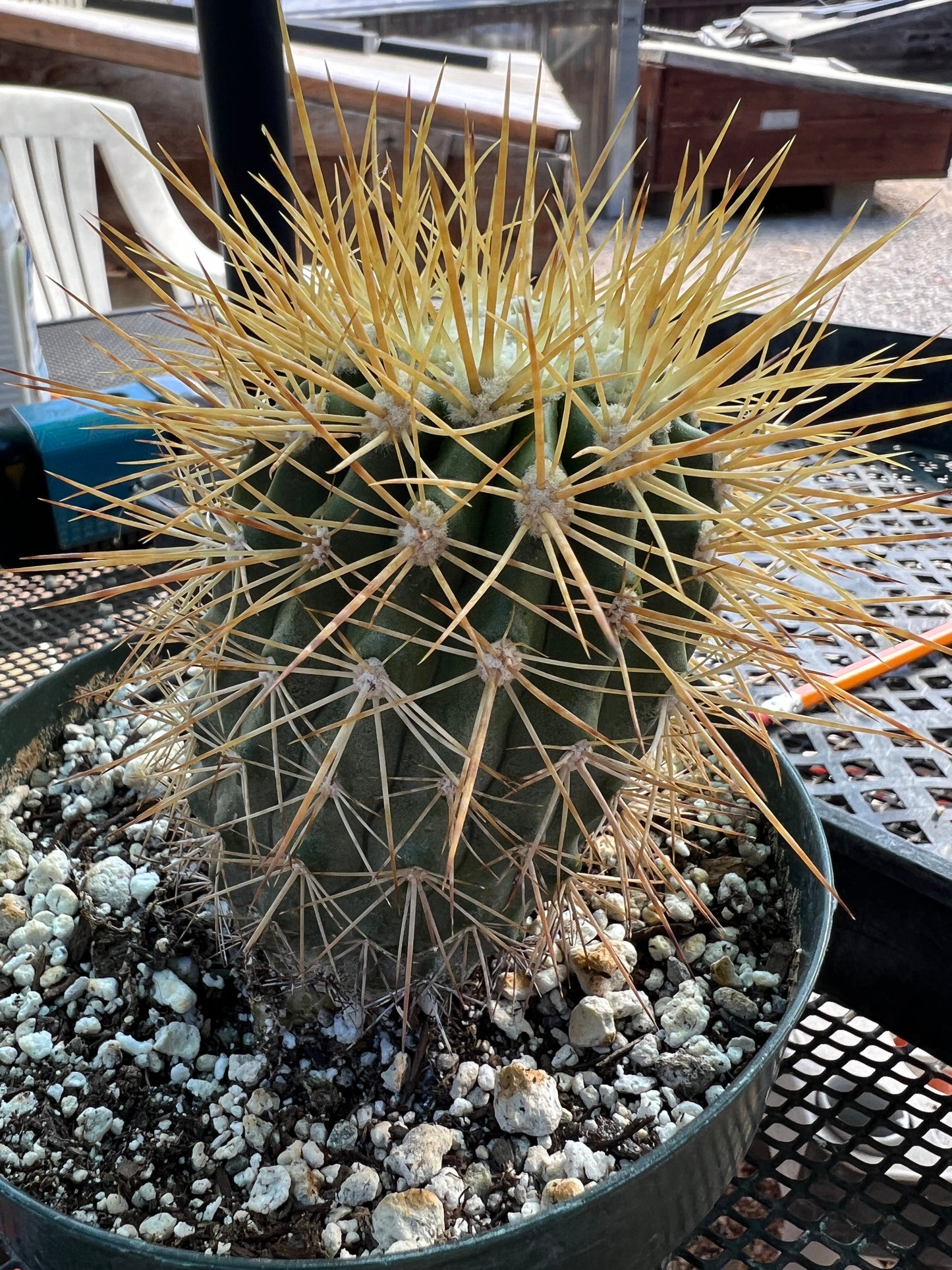 Copiapoa tigrillo cactus in 6 inch pot big plant