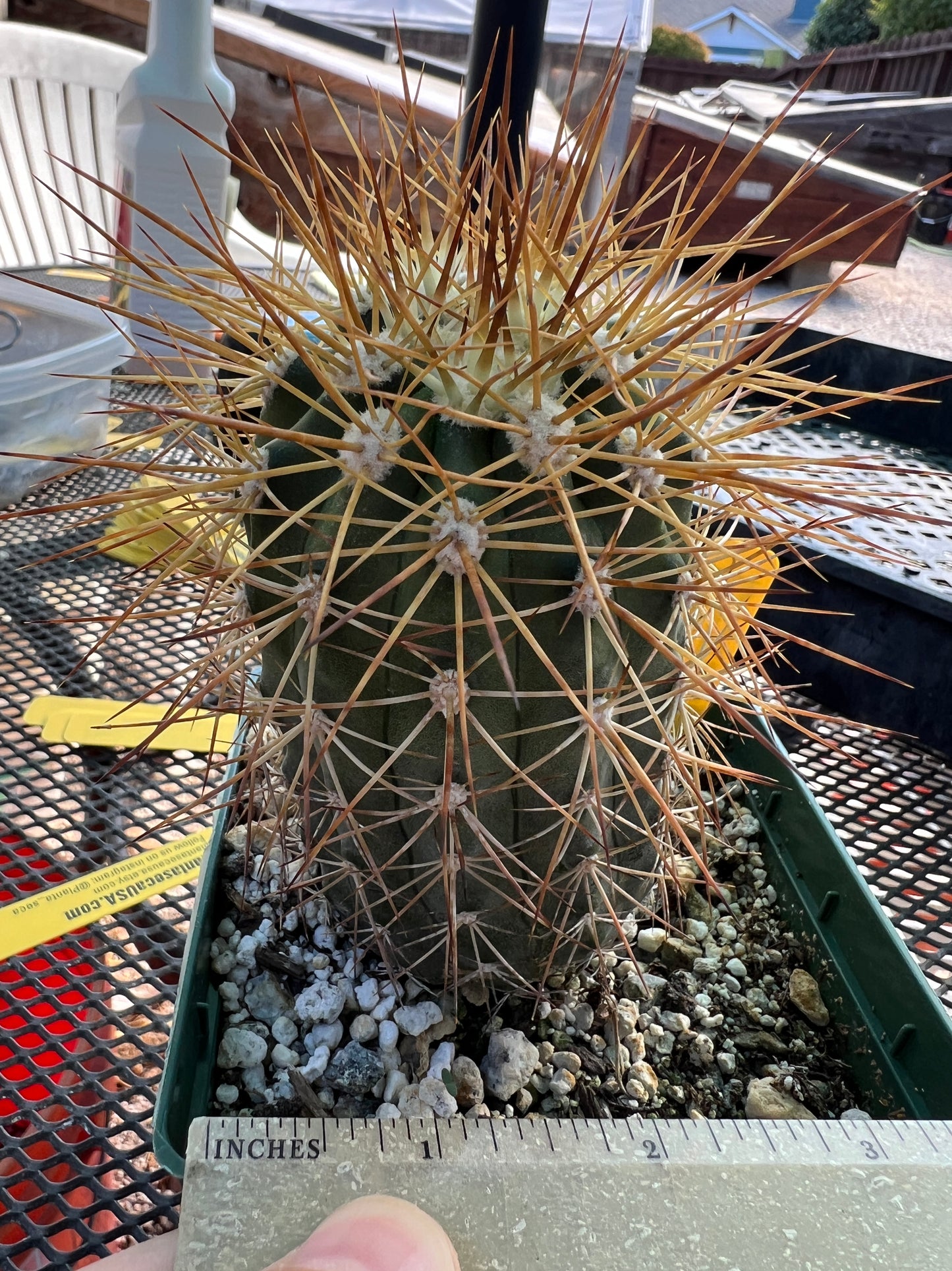 Copiapoa tigrillo cactus in 4 inch pot #1