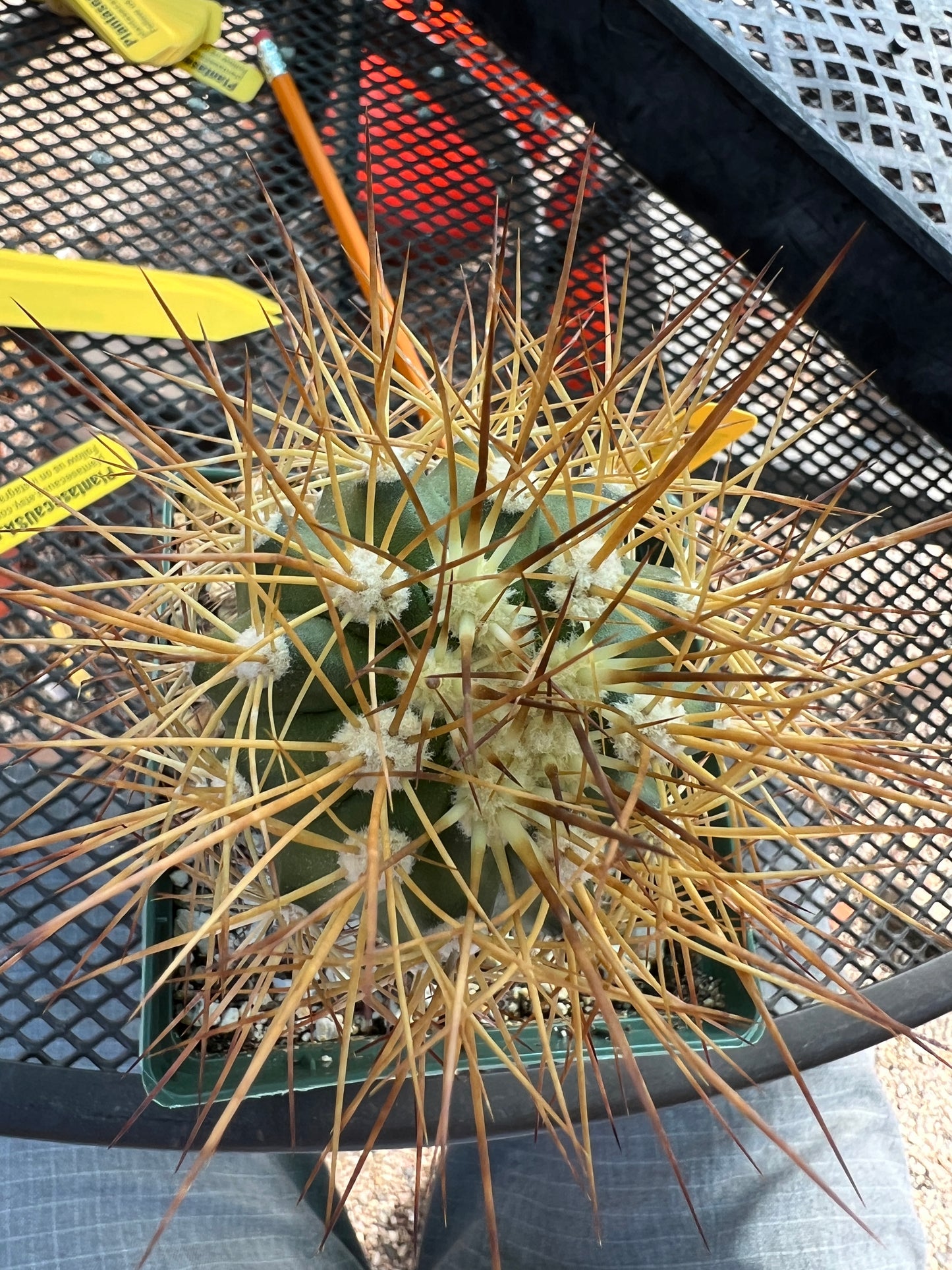 Copiapoa tigrillo cactus in 4 inch pot #1