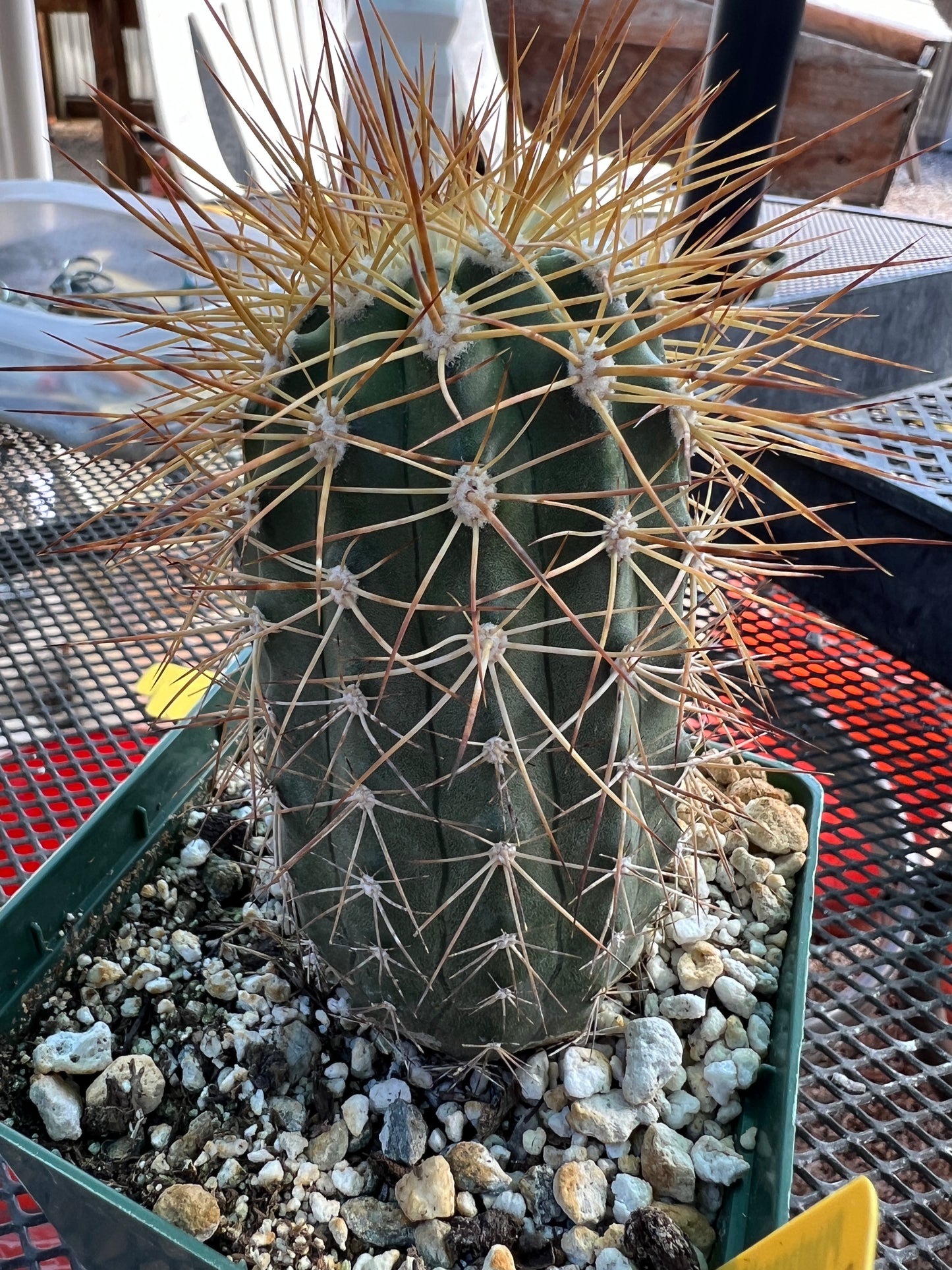 Copiapoa tigrillo cactus in 4 inch pot #1