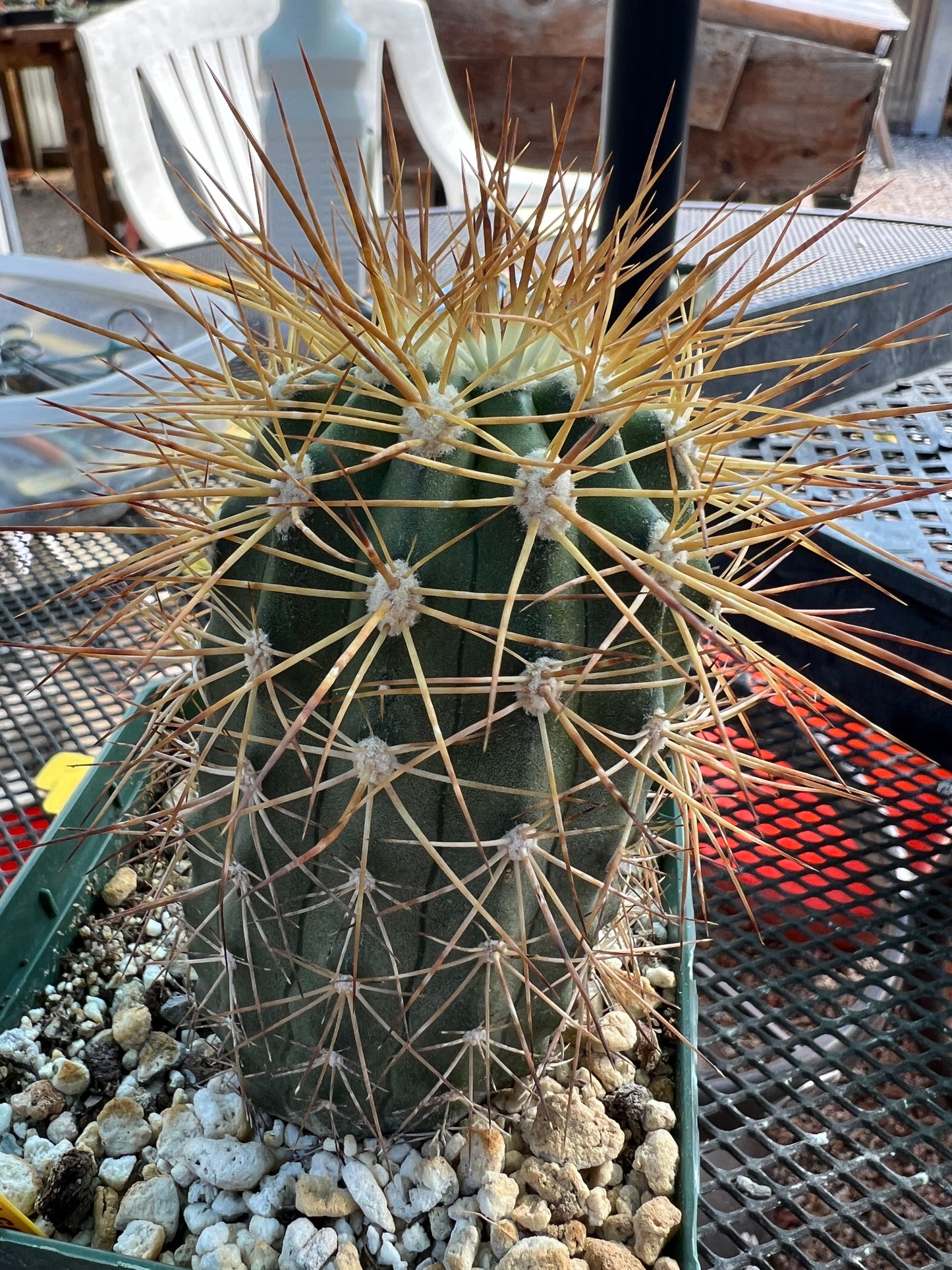 Copiapoa tigrillo cactus in 4 inch pot #1