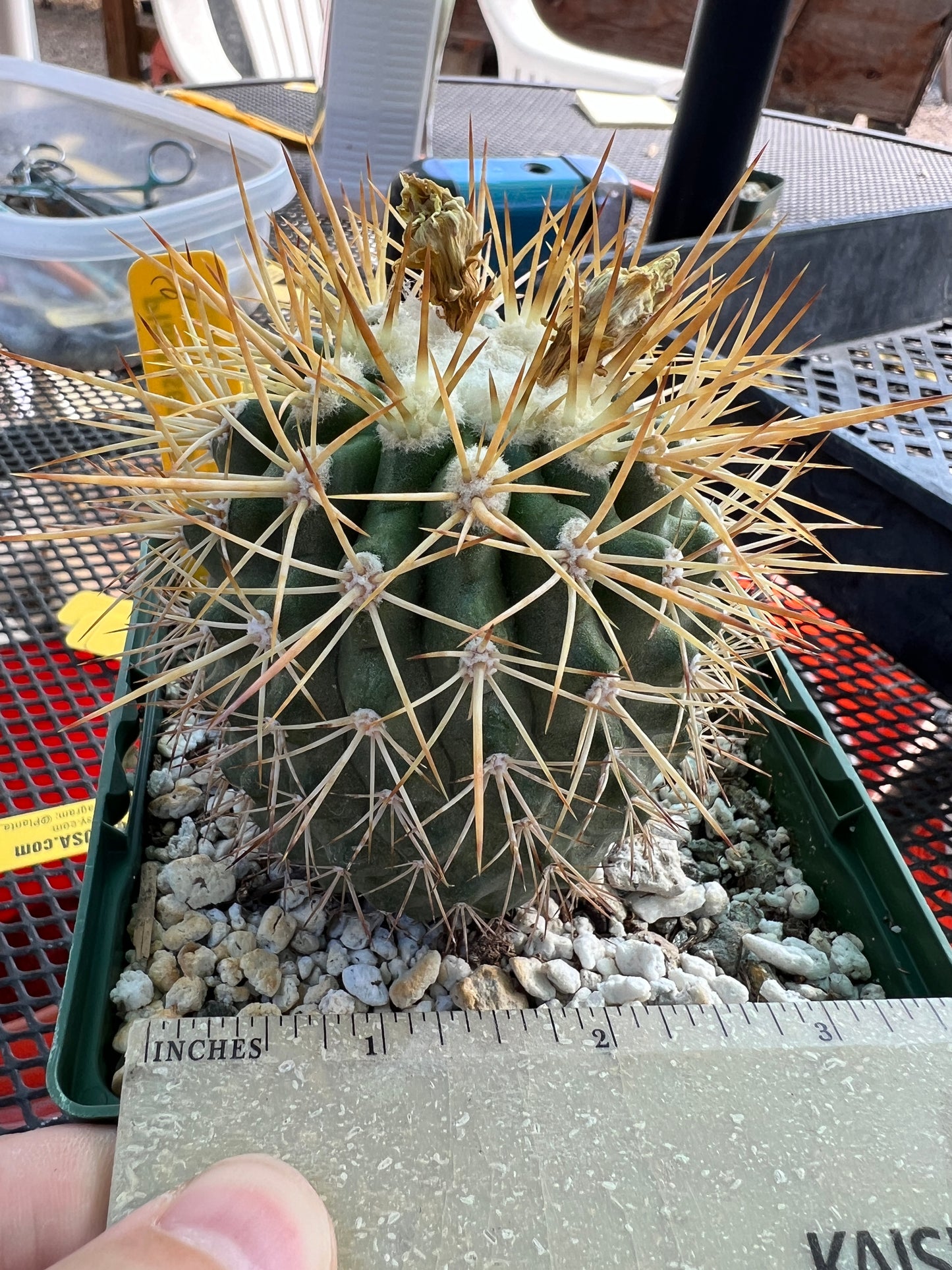 Copiapoa tigrillo cactus #2 in 4.25 inch pot large plant