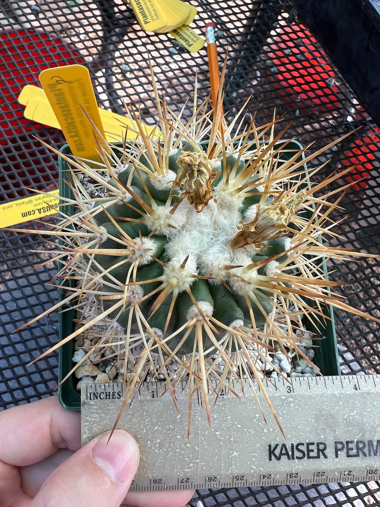 Copiapoa tigrillo cactus #2 in 4.25 inch pot large plant