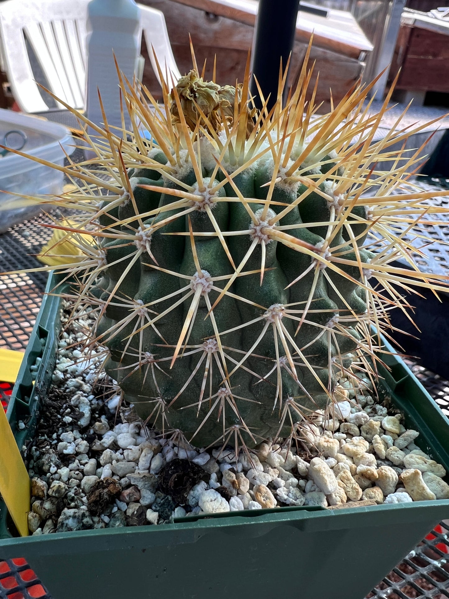 Copiapoa tigrillo cactus #2 in 4.25 inch pot large plant