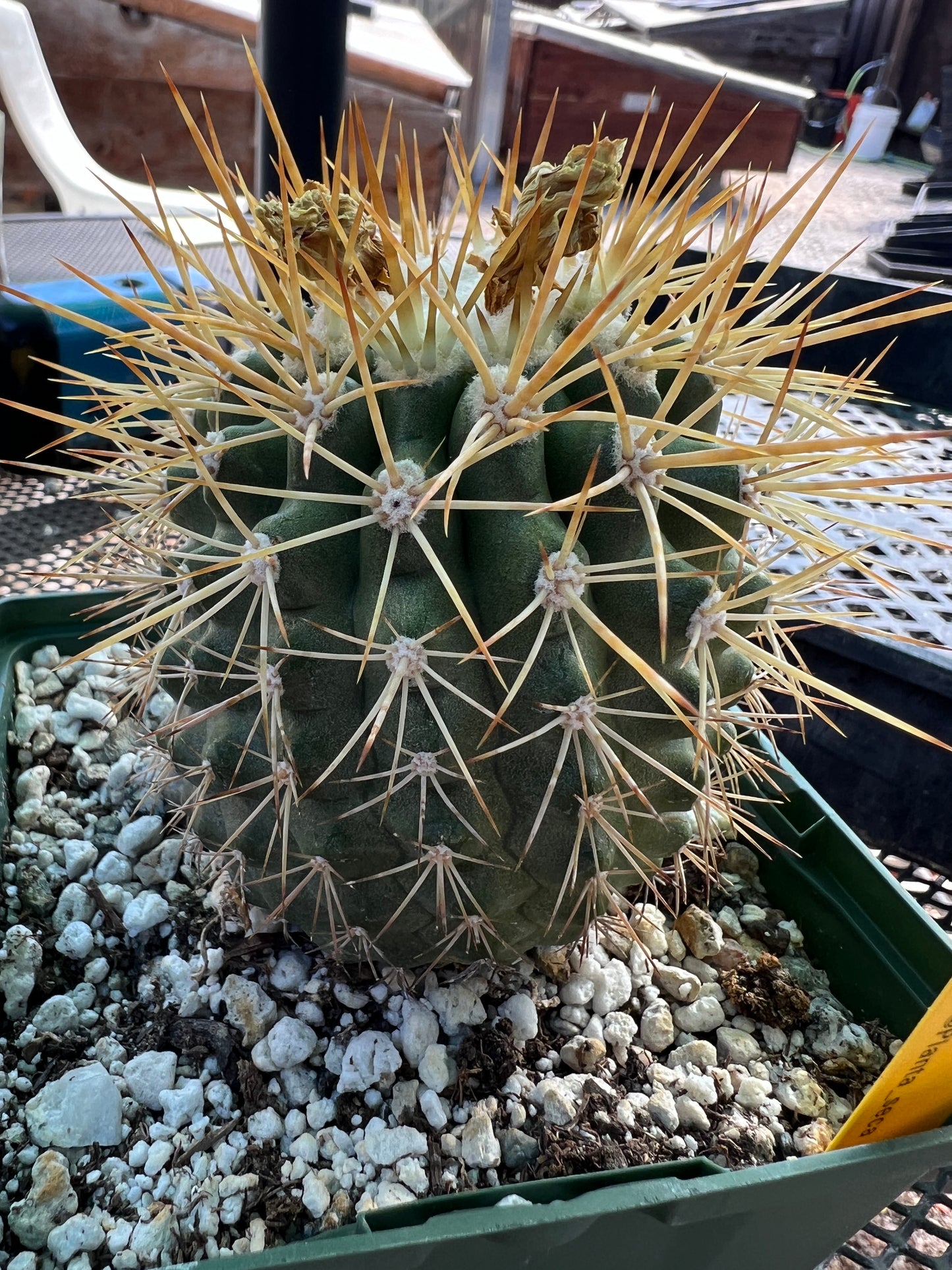 Copiapoa tigrillo cactus #2 in 4.25 inch pot large plant