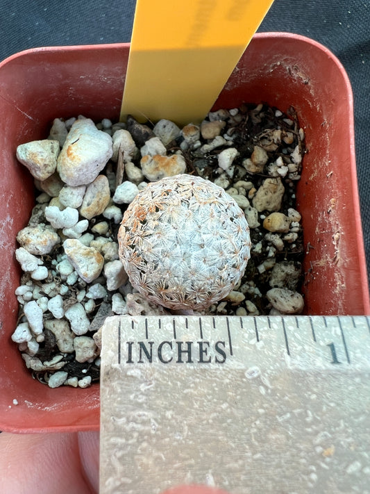 Mammillaria breviplumosa cactus #1