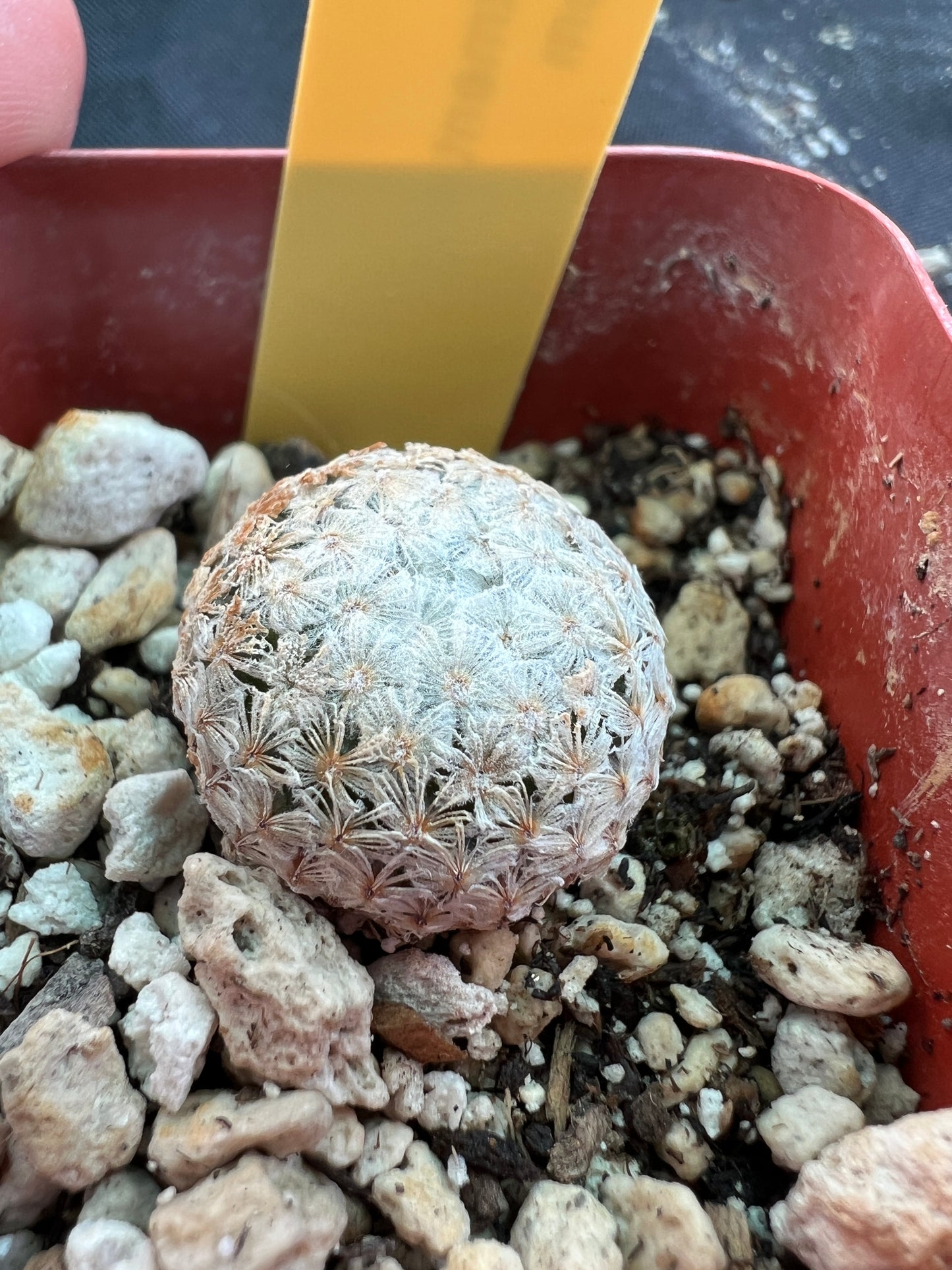 Mammillaria breviplumosa cactus #1