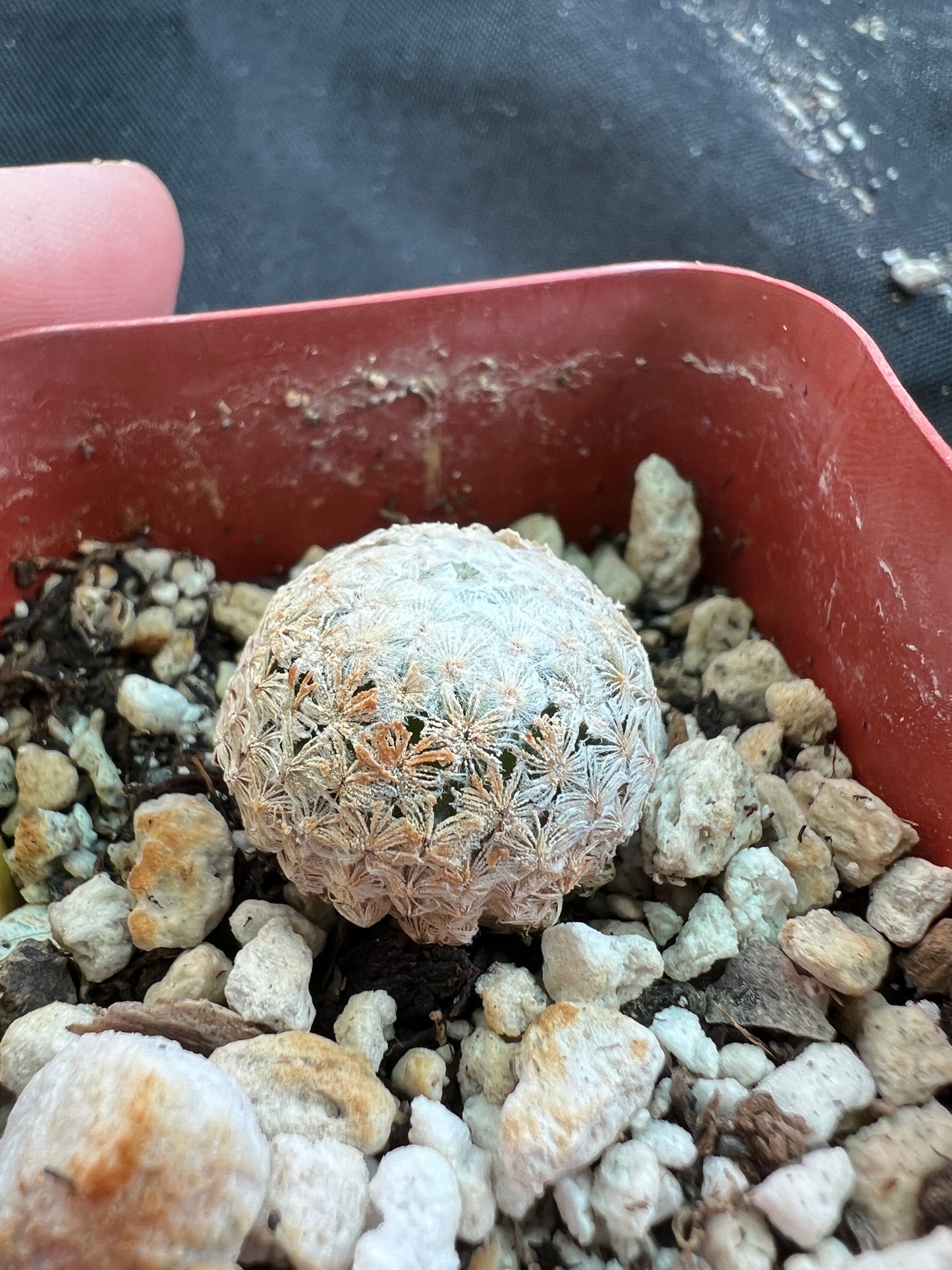 Mammillaria breviplumosa cactus #1