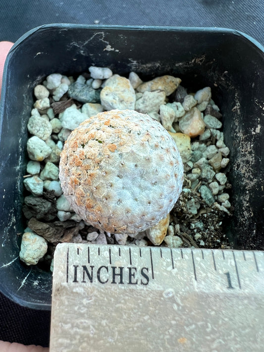 Mammillaria breviplumosa cactus rare #2