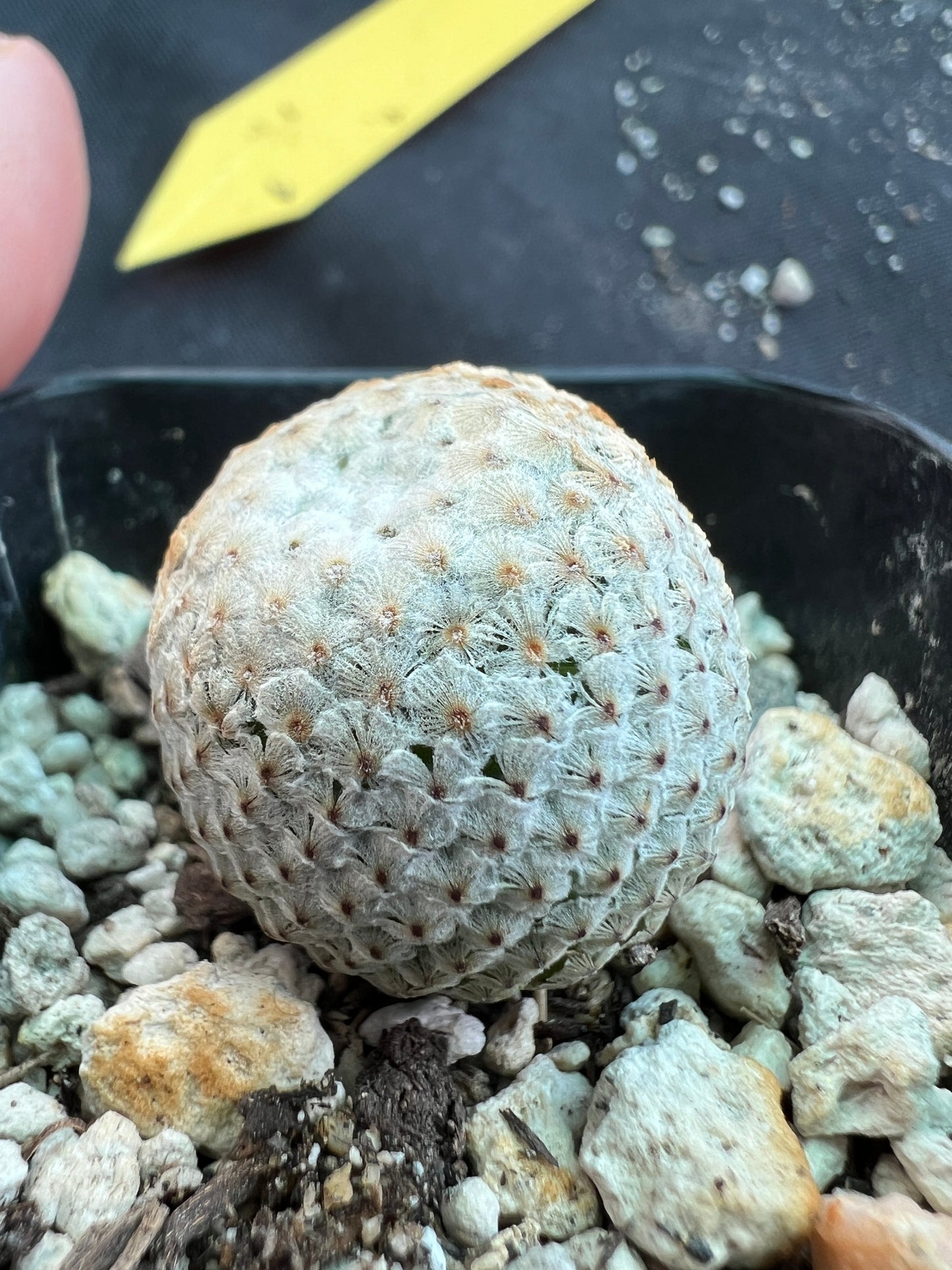 Mammillaria breviplumosa cactus rare #2