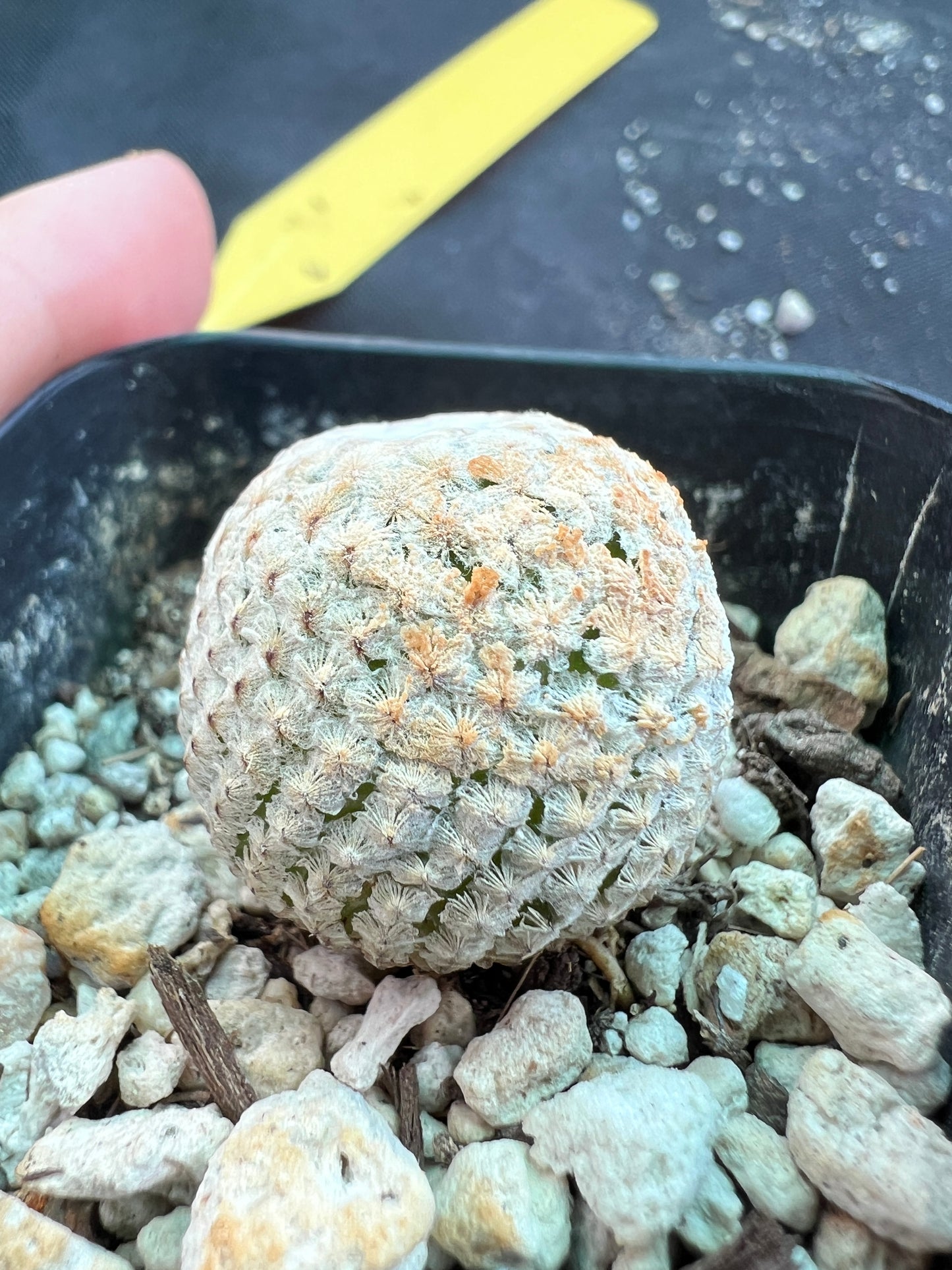 Mammillaria breviplumosa cactus rare #2