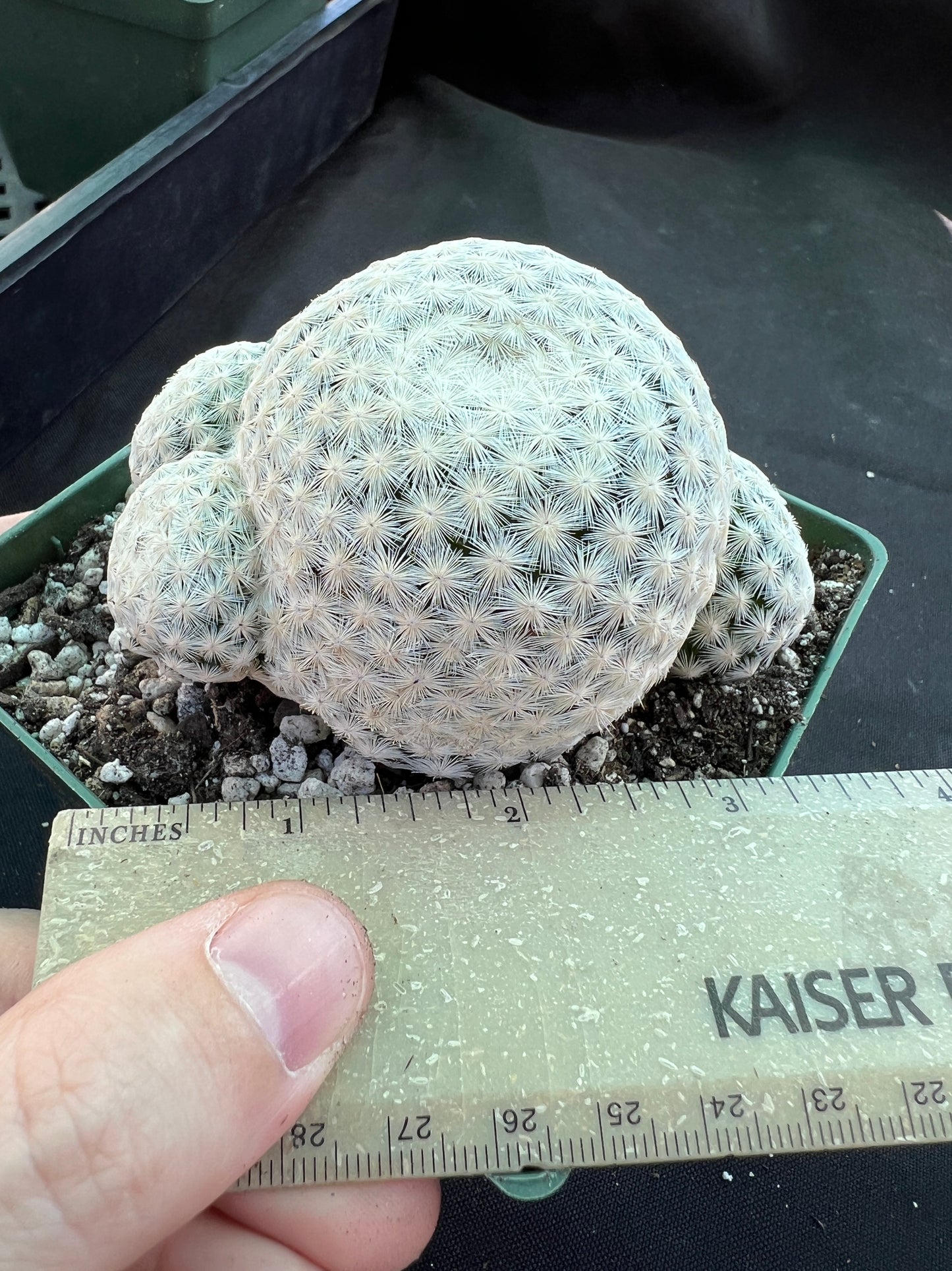 Mammillaria herrerae miniature cactus rare pupping form in 4.25 inch pot