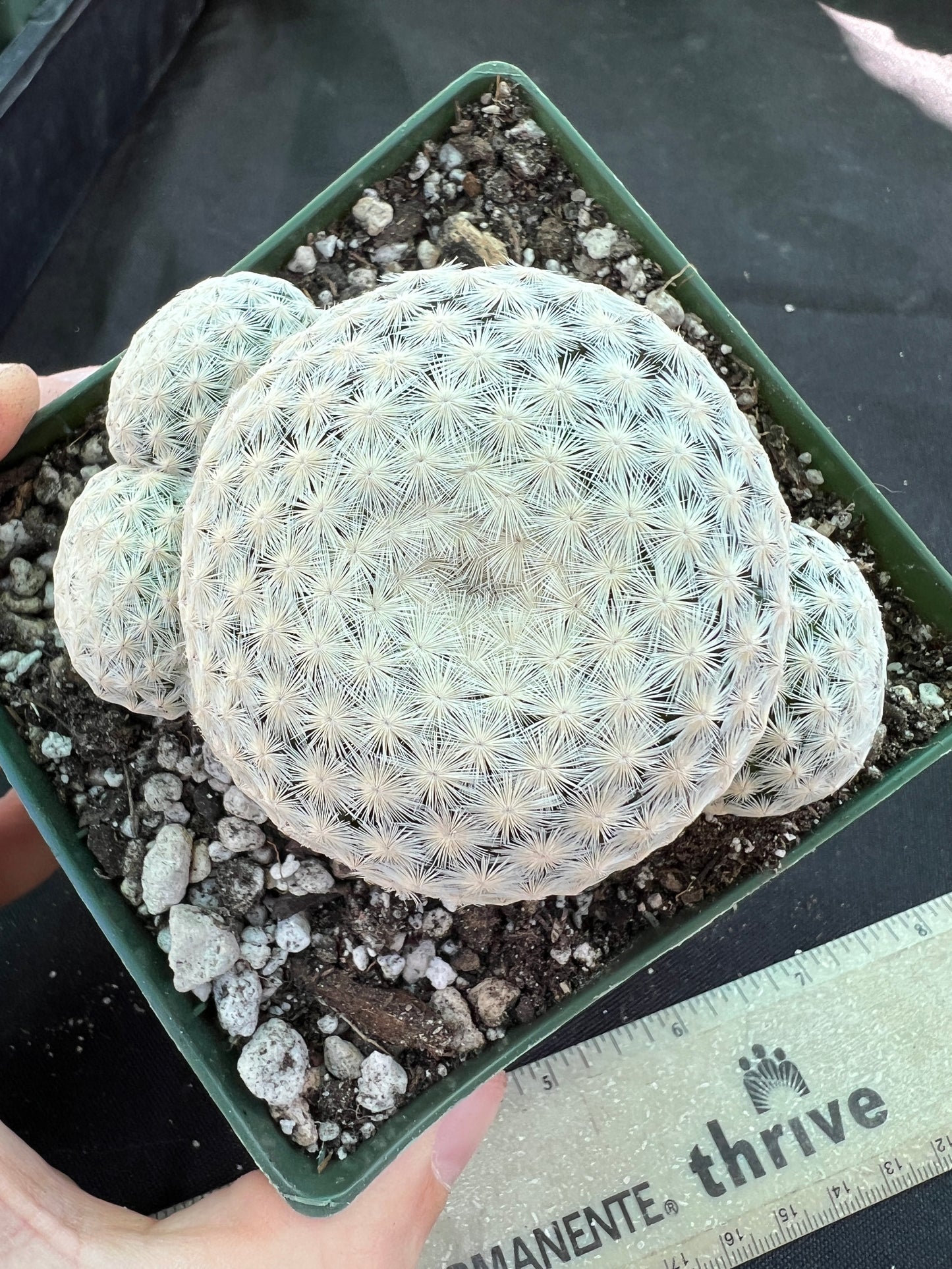 Mammillaria herrerae miniature cactus rare pupping form in 4.25 inch pot