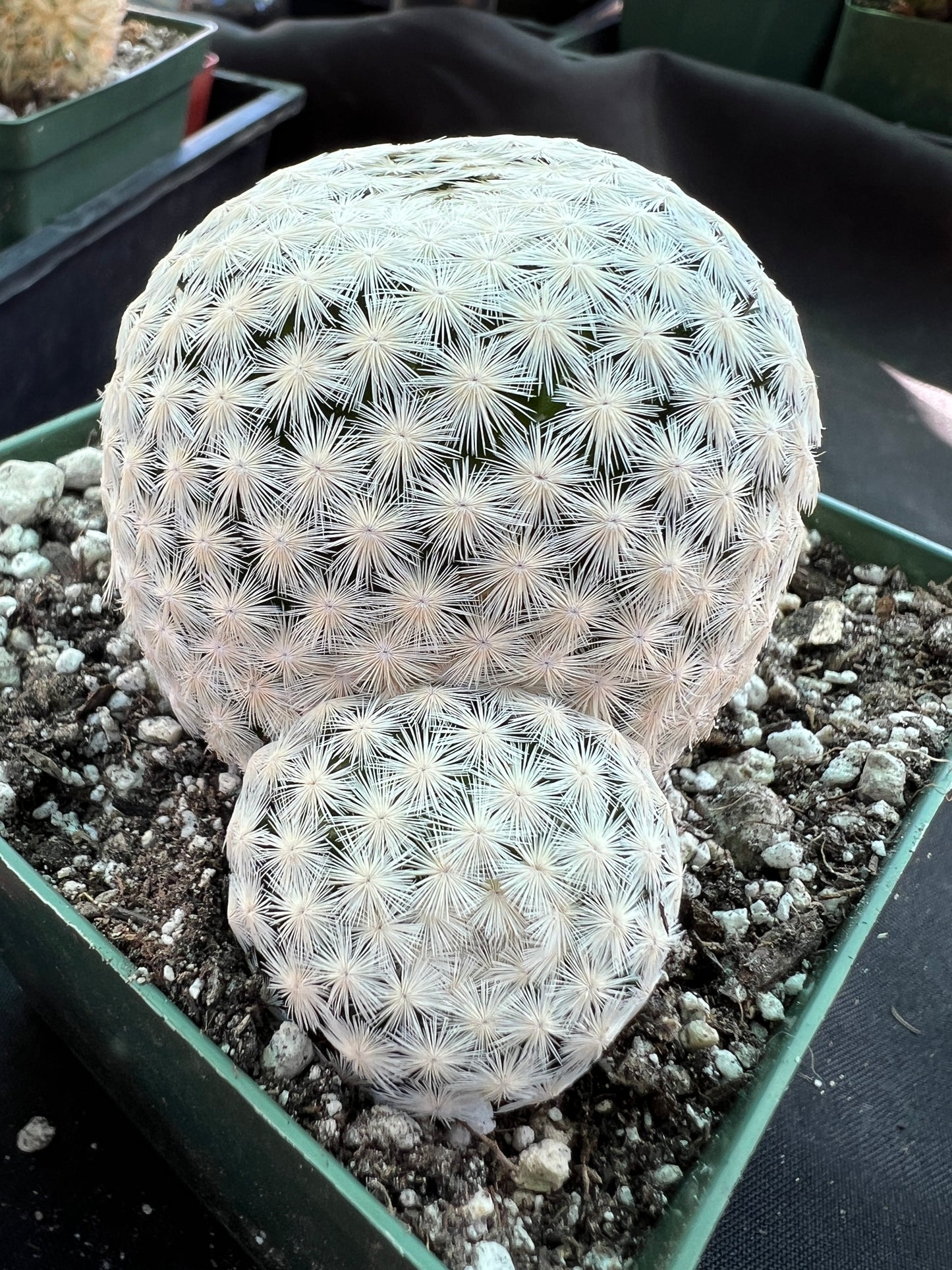 Mammillaria herrerae miniature cactus rare pupping form in 4.25 inch pot