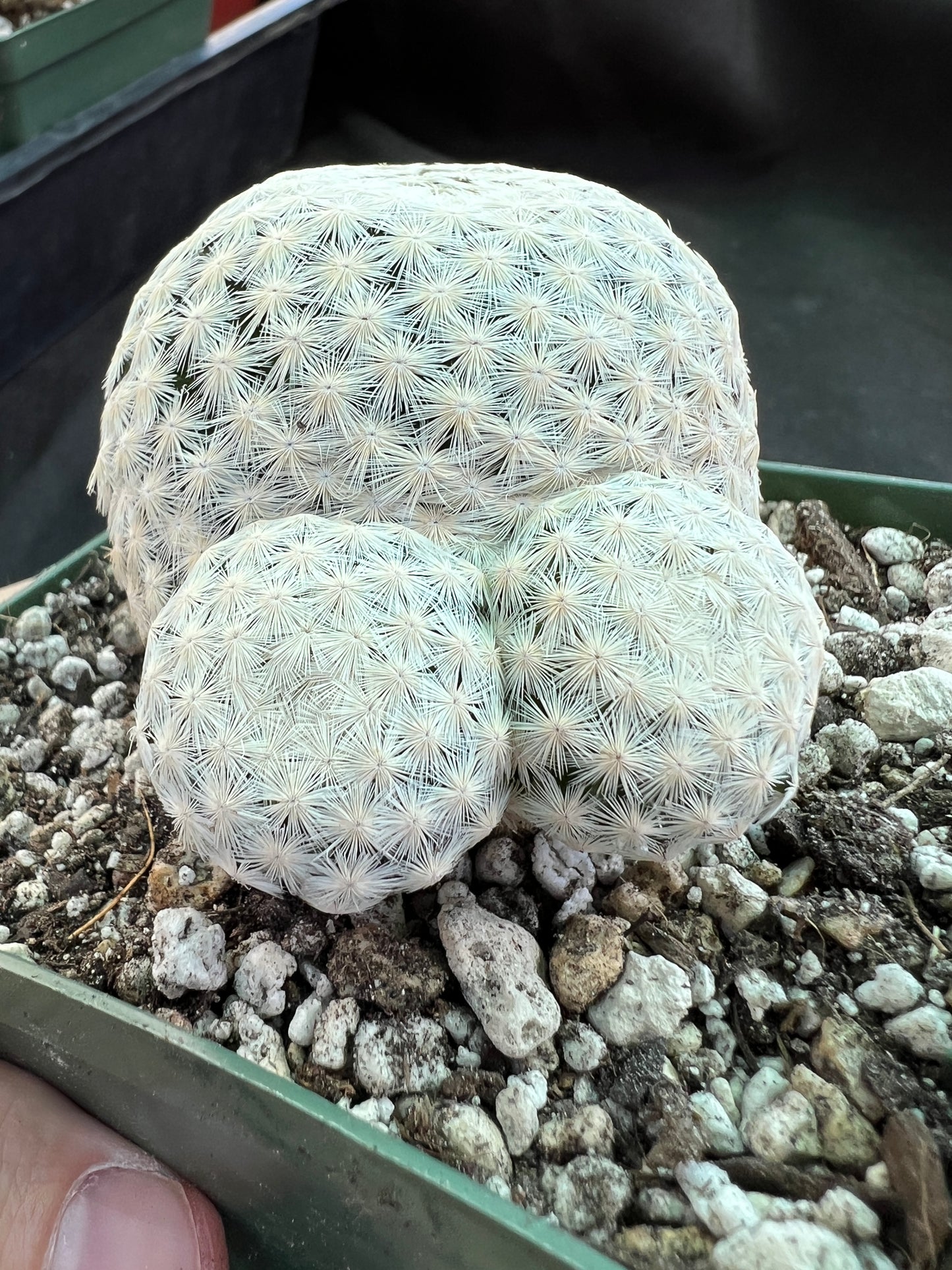 Mammillaria herrerae miniature cactus rare pupping form in 4.25 inch pot