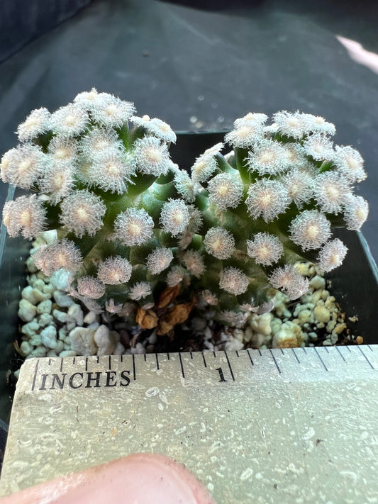 Mammillaria theresae two headed rare cactus