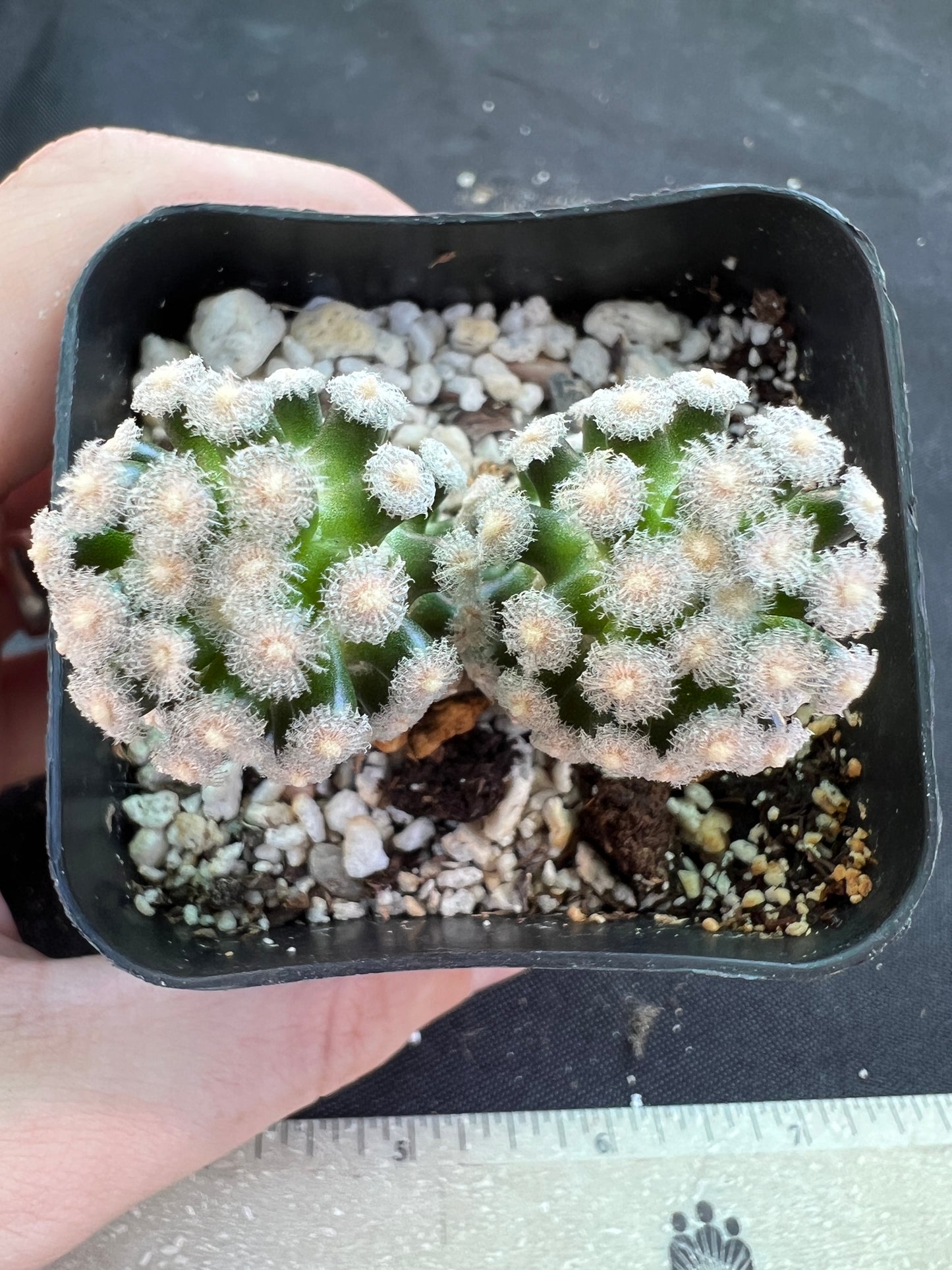 Mammillaria theresae two headed rare cactus